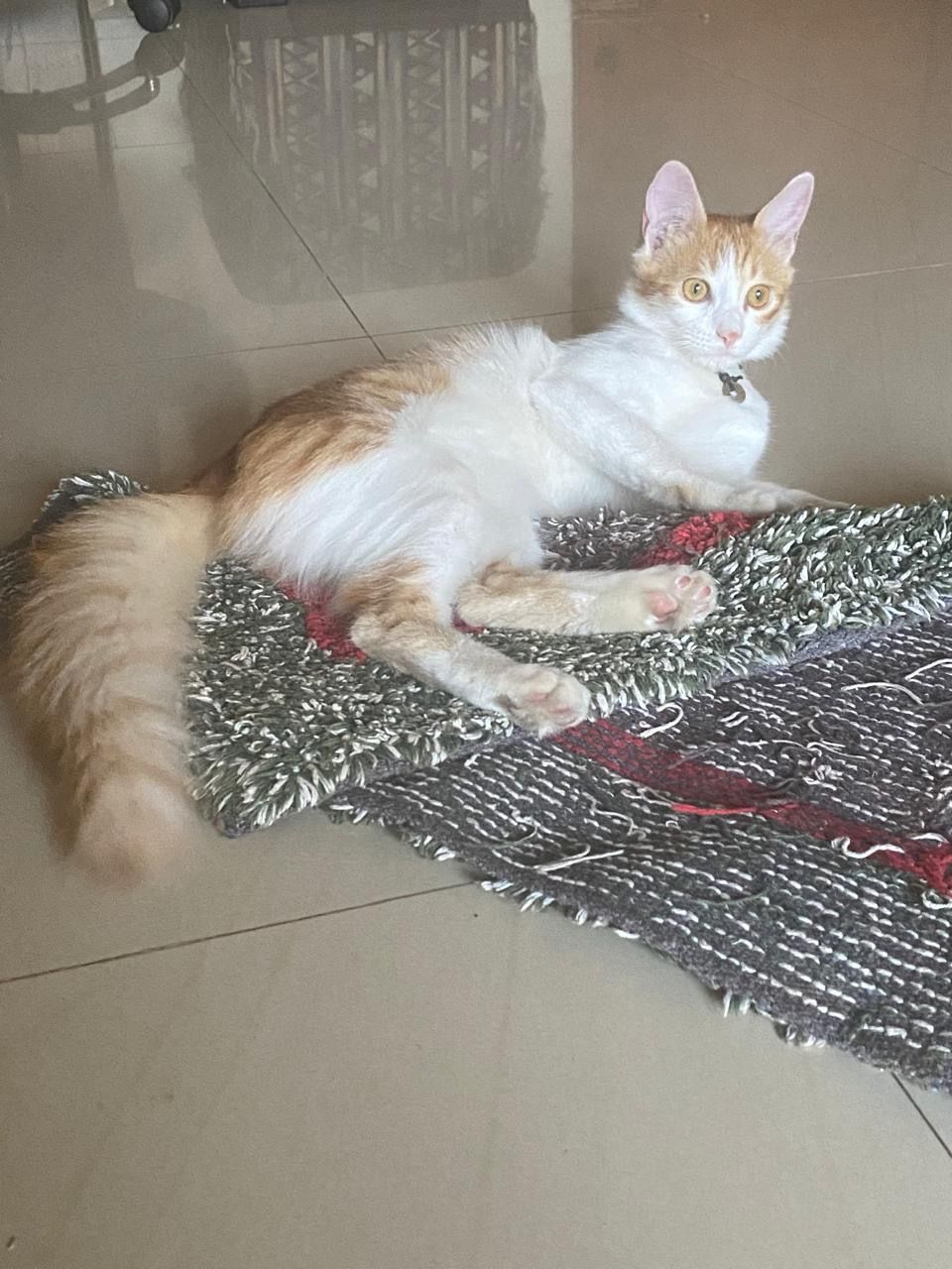 Lilly  - 2nd Cross Road, Maragondanahalli