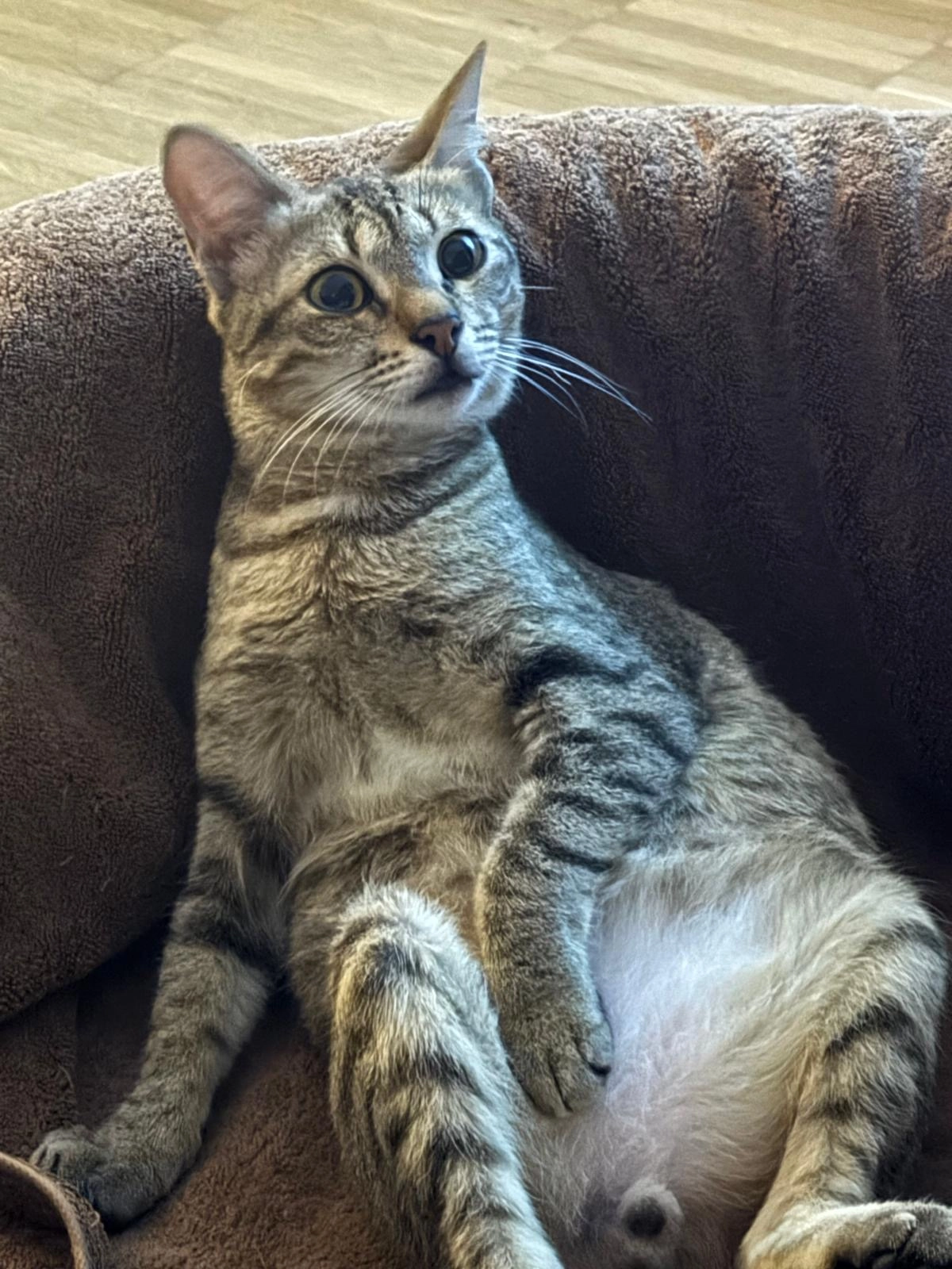 Tiger - Admiralbogen 35, München