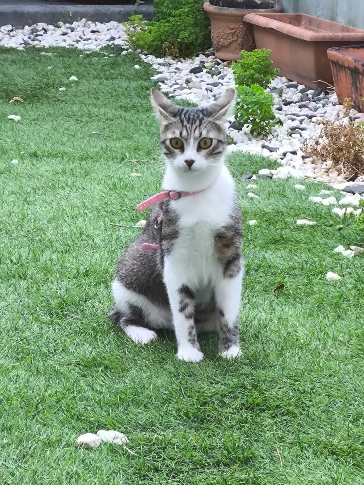 Ivy - Rua António Sérgio, Vilar de Andorinho