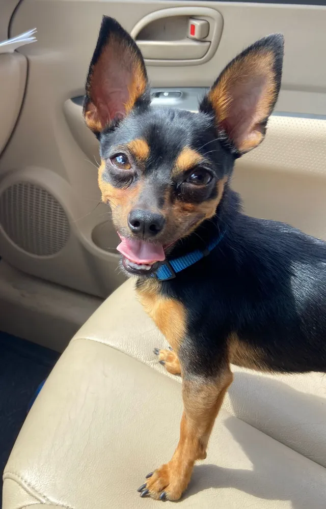 Luffy  - 590 Hewett Dr, Orlando