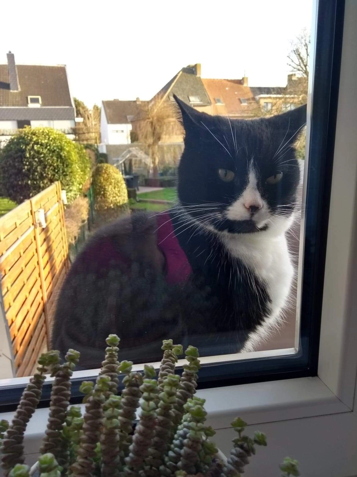 Minoes - Waregemlaan, Oostende