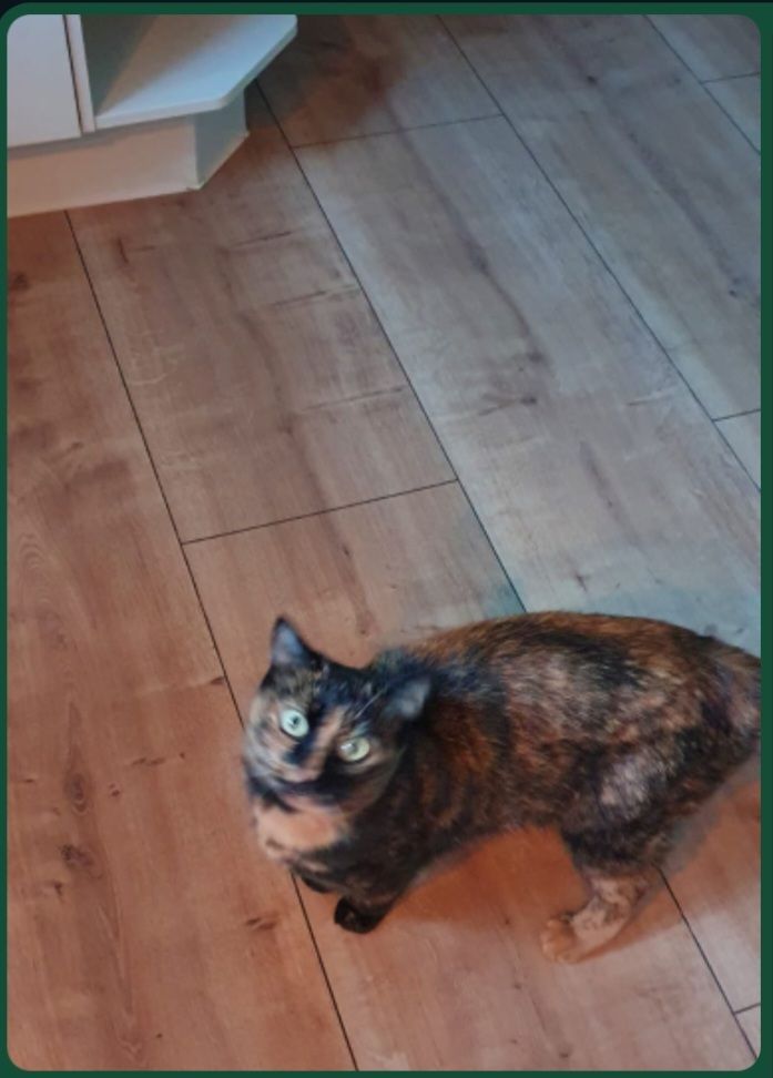 Kimy - Bernhardsberg, Waldkirchen