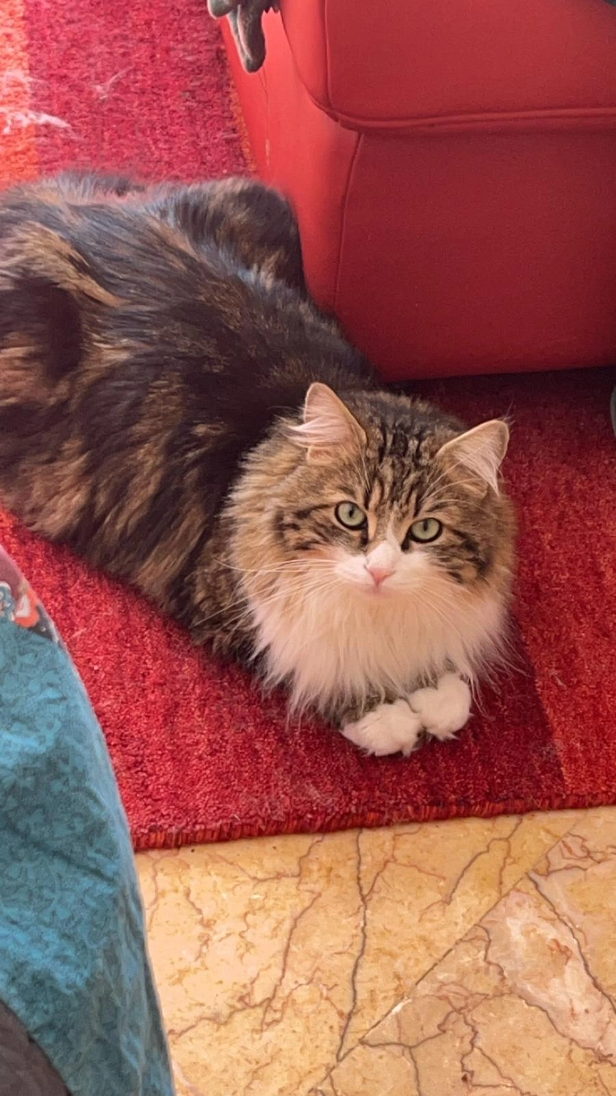 Buby - Oberachweg, Rottach-Egern