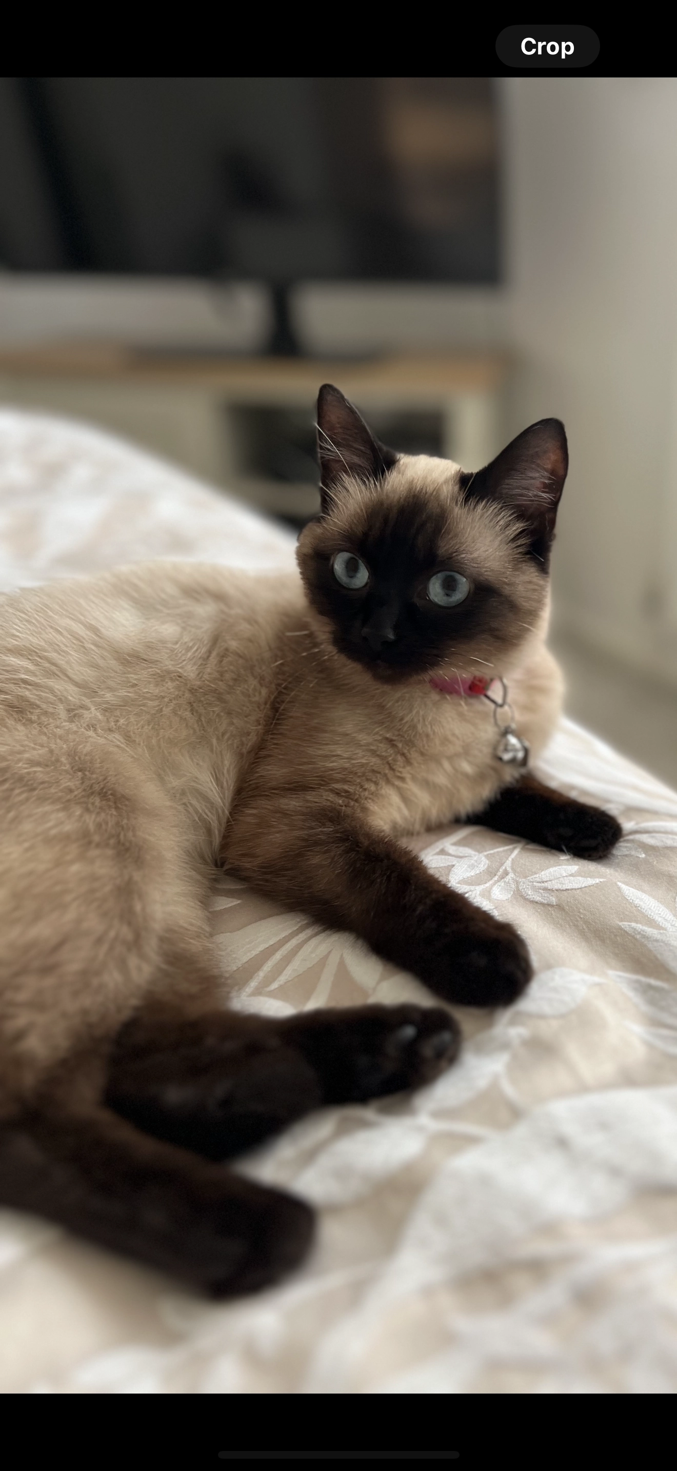 Nancy - Lilac Park, Durham