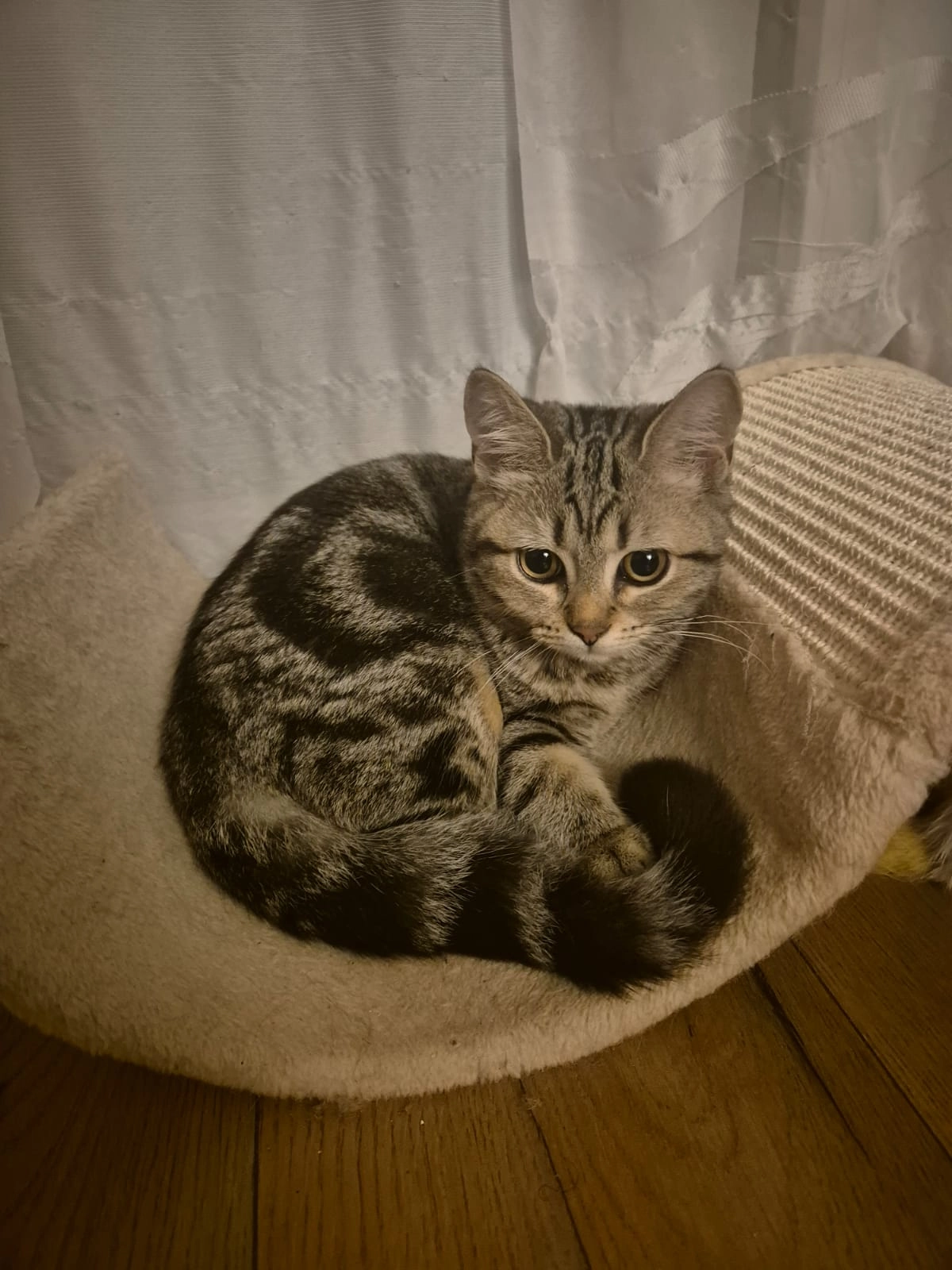 Tammy - Zehntland, Hamburg