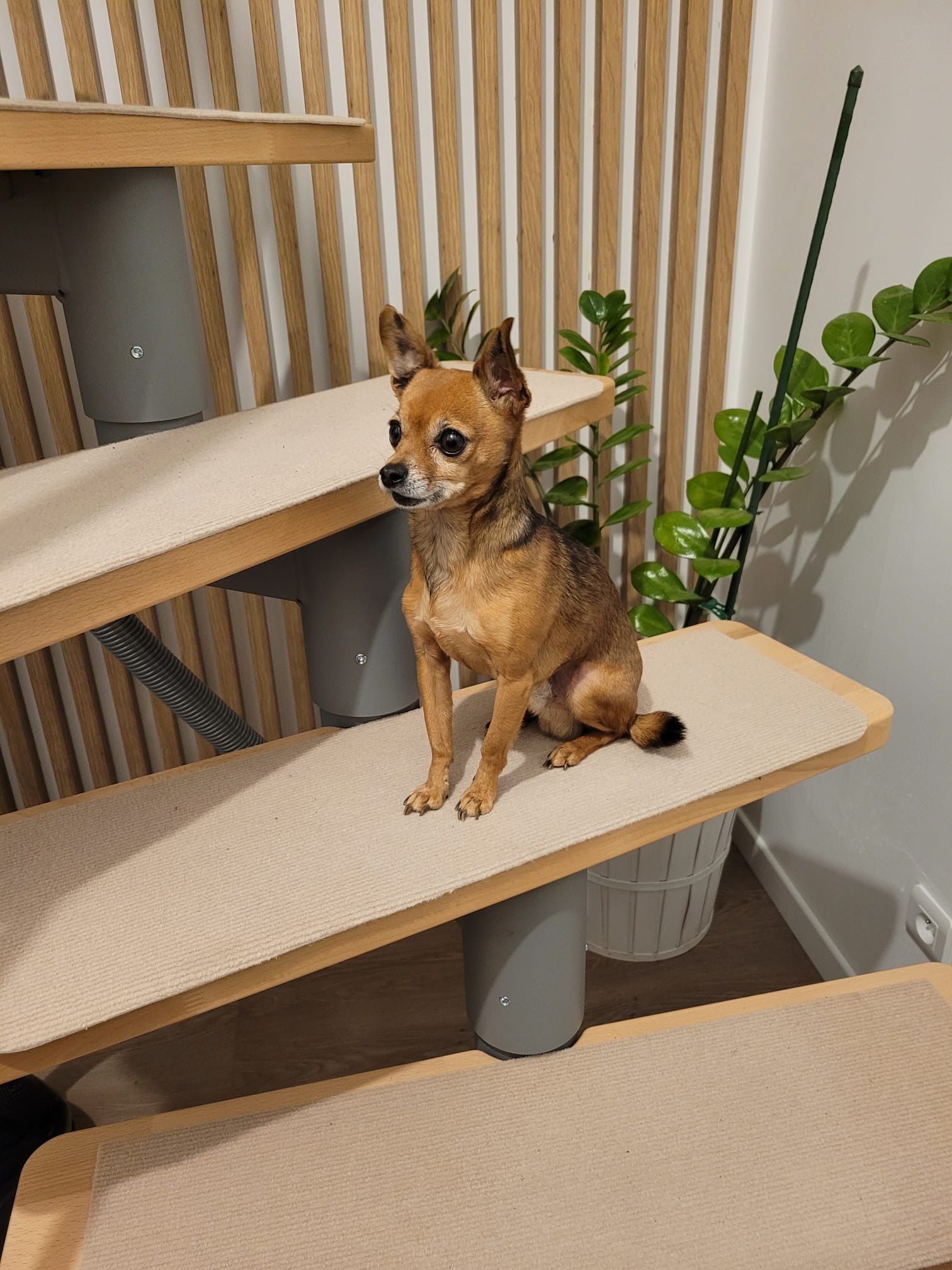 Kiko  - Avenue du Granier, La Ravoire