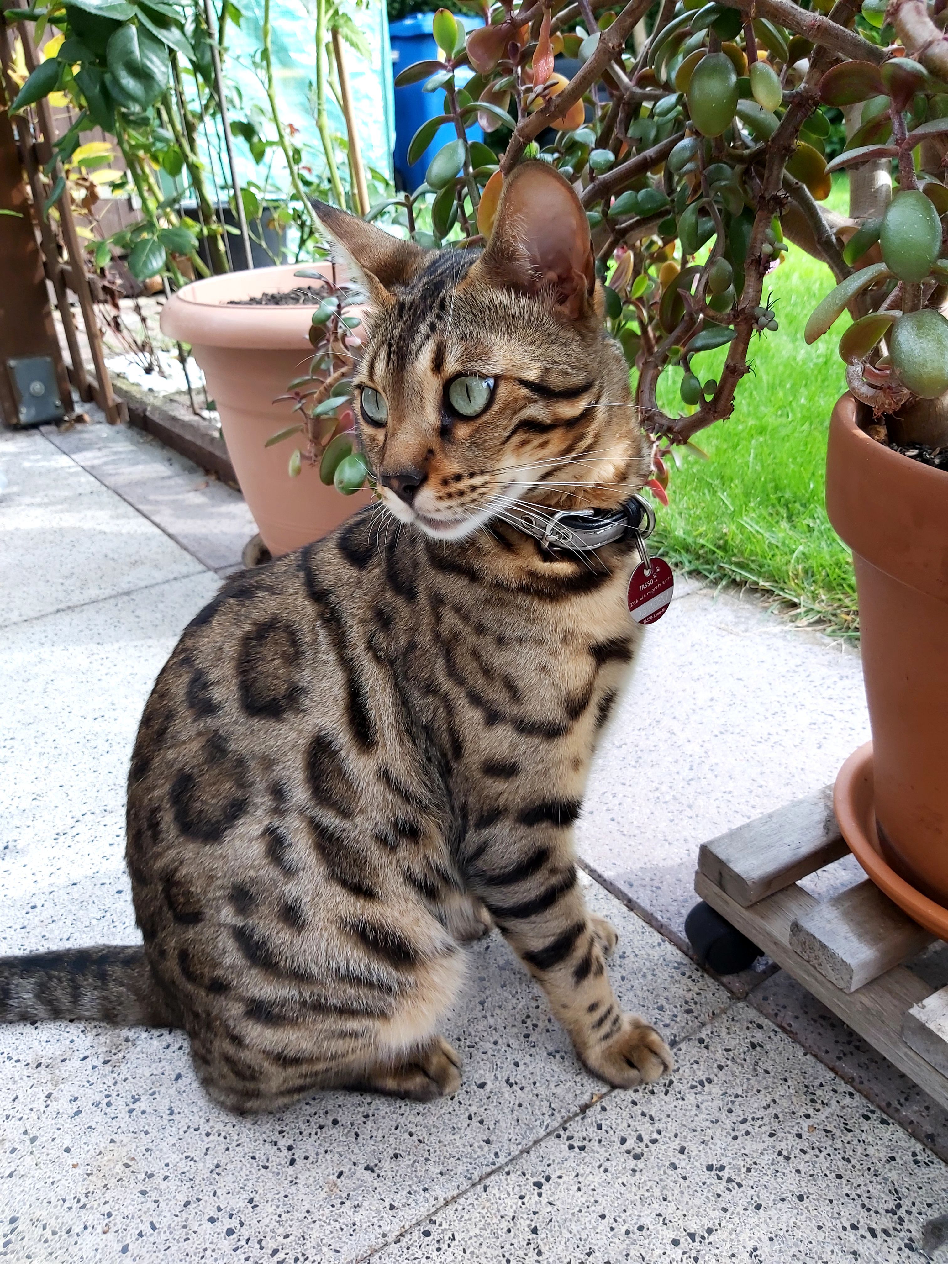 Rocky - Ahornweg, Ottersberg