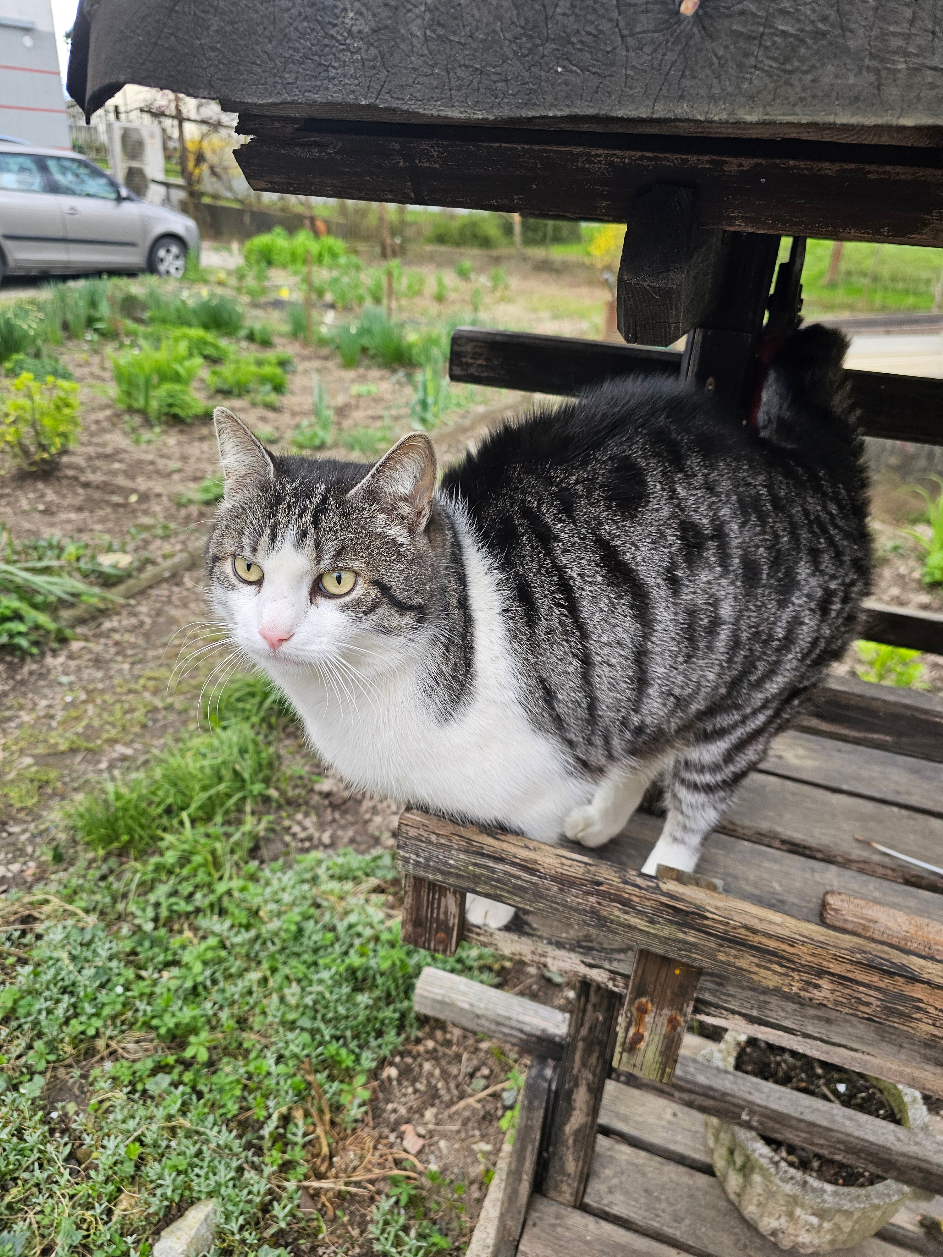 Lucky - Tržaška Cesta, Brezovica