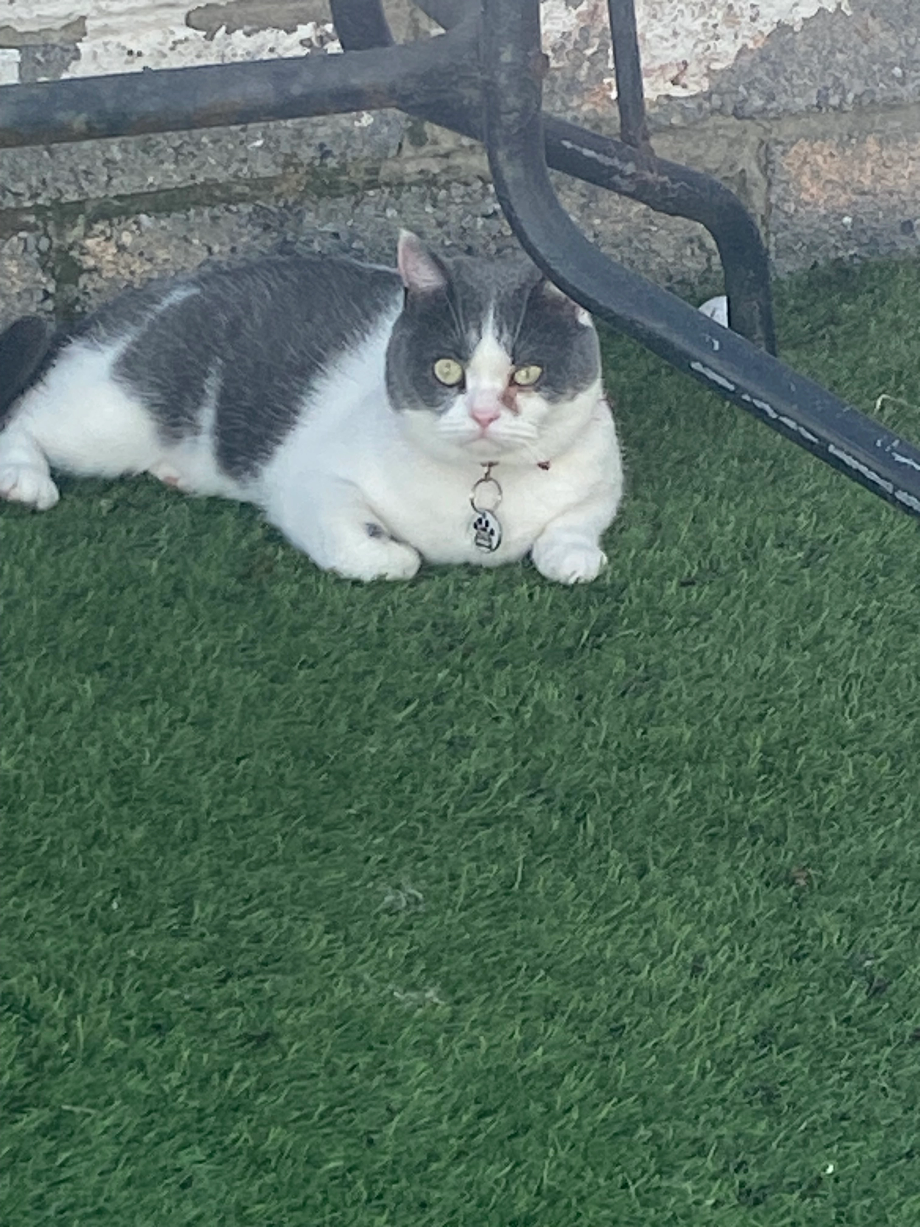 Missy  - Greenfort Lawns, Clondalkin