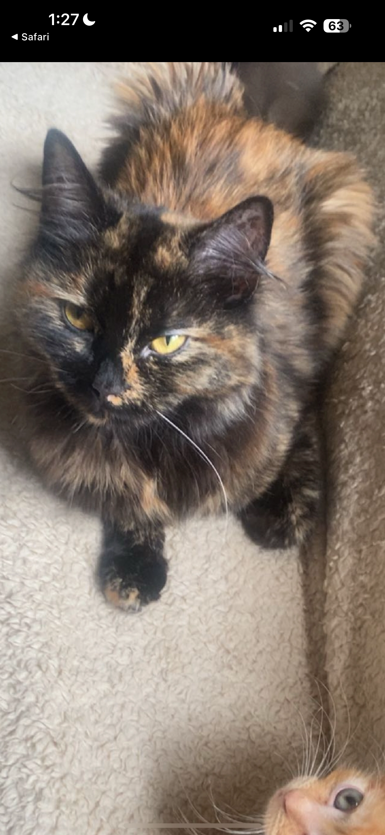 mela  - Cheviot Way, Irvine