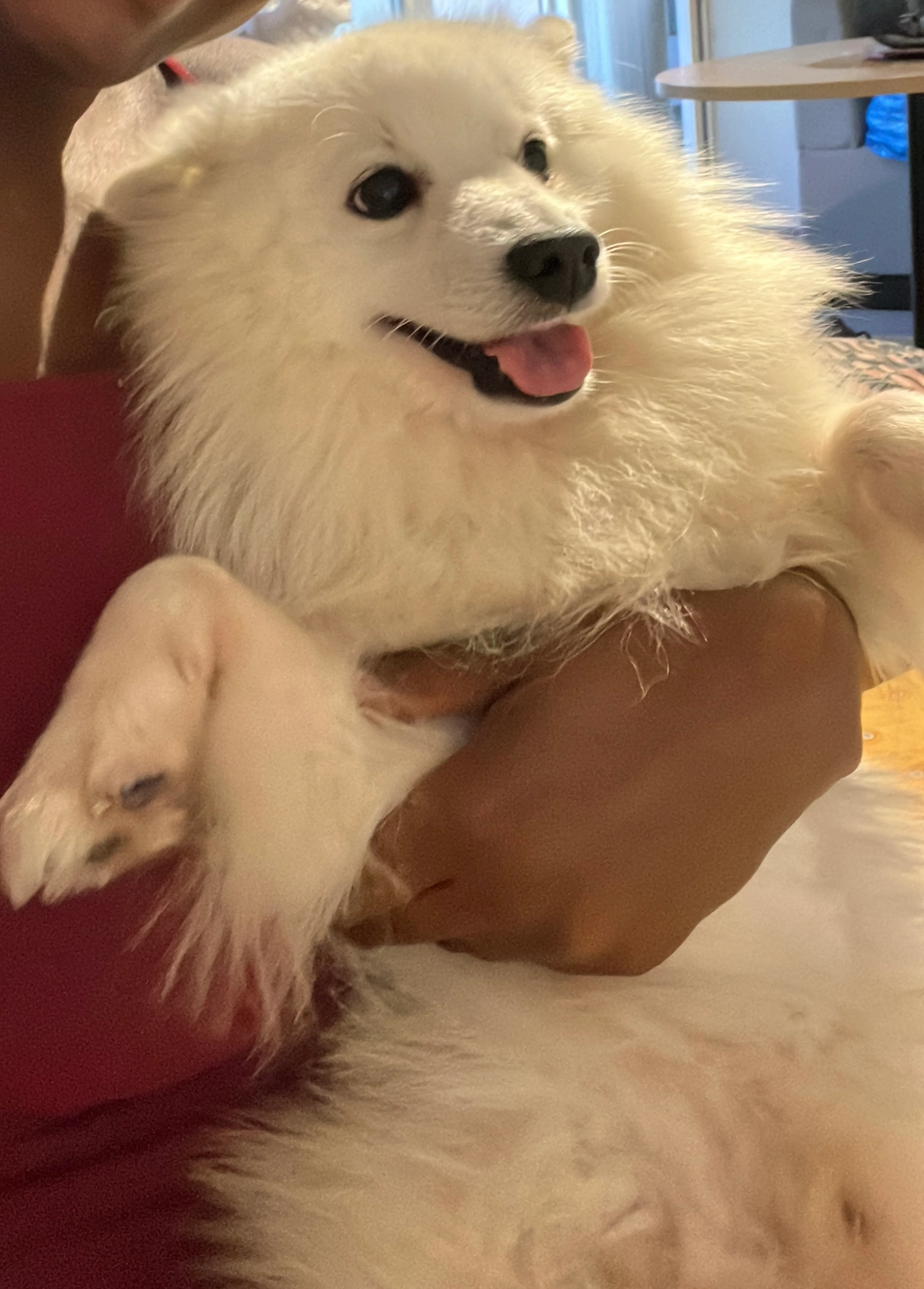 Snow - 35 Rue des Écoles, Aucamville