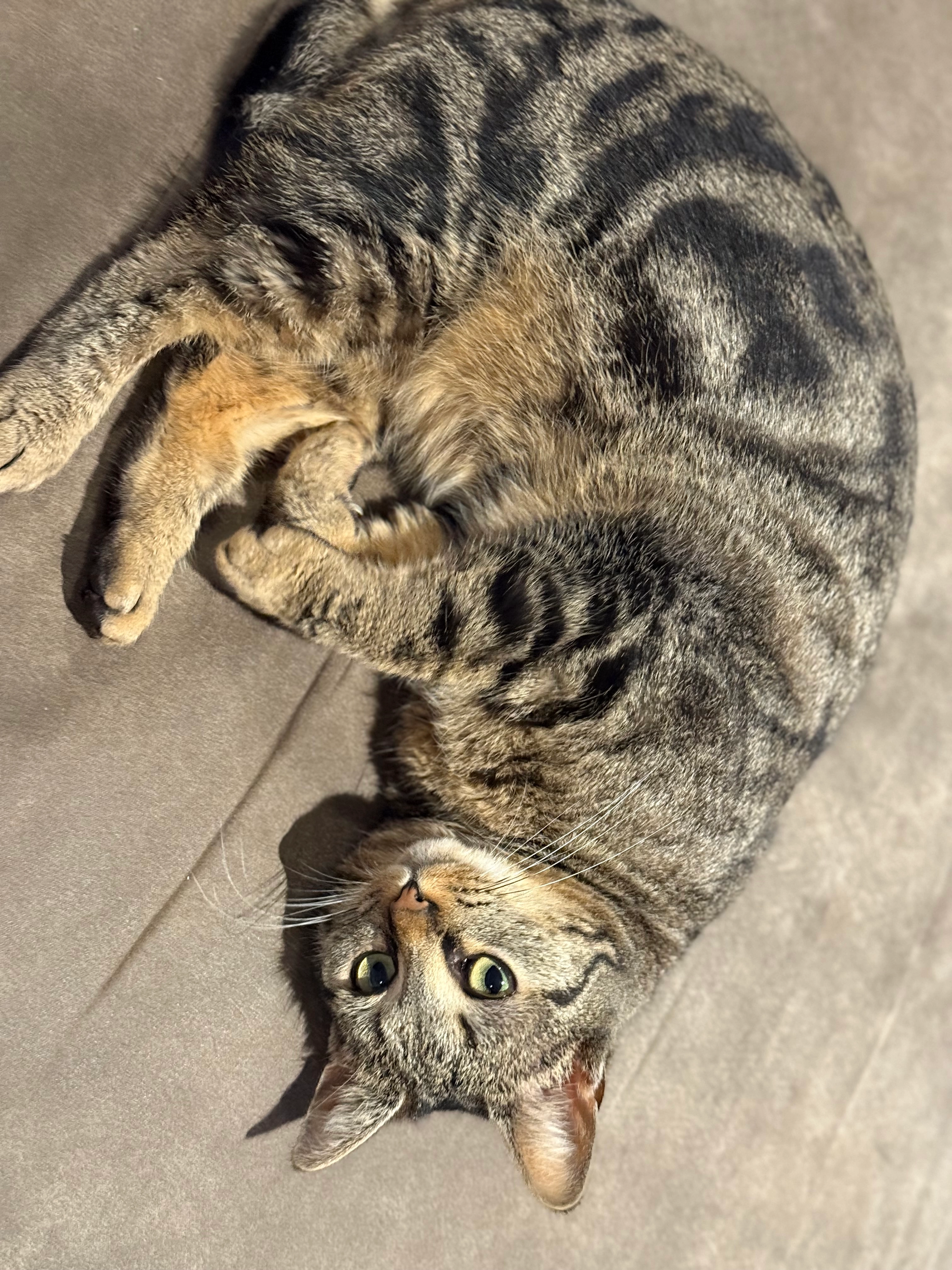 Babette - Neerveld, Meise