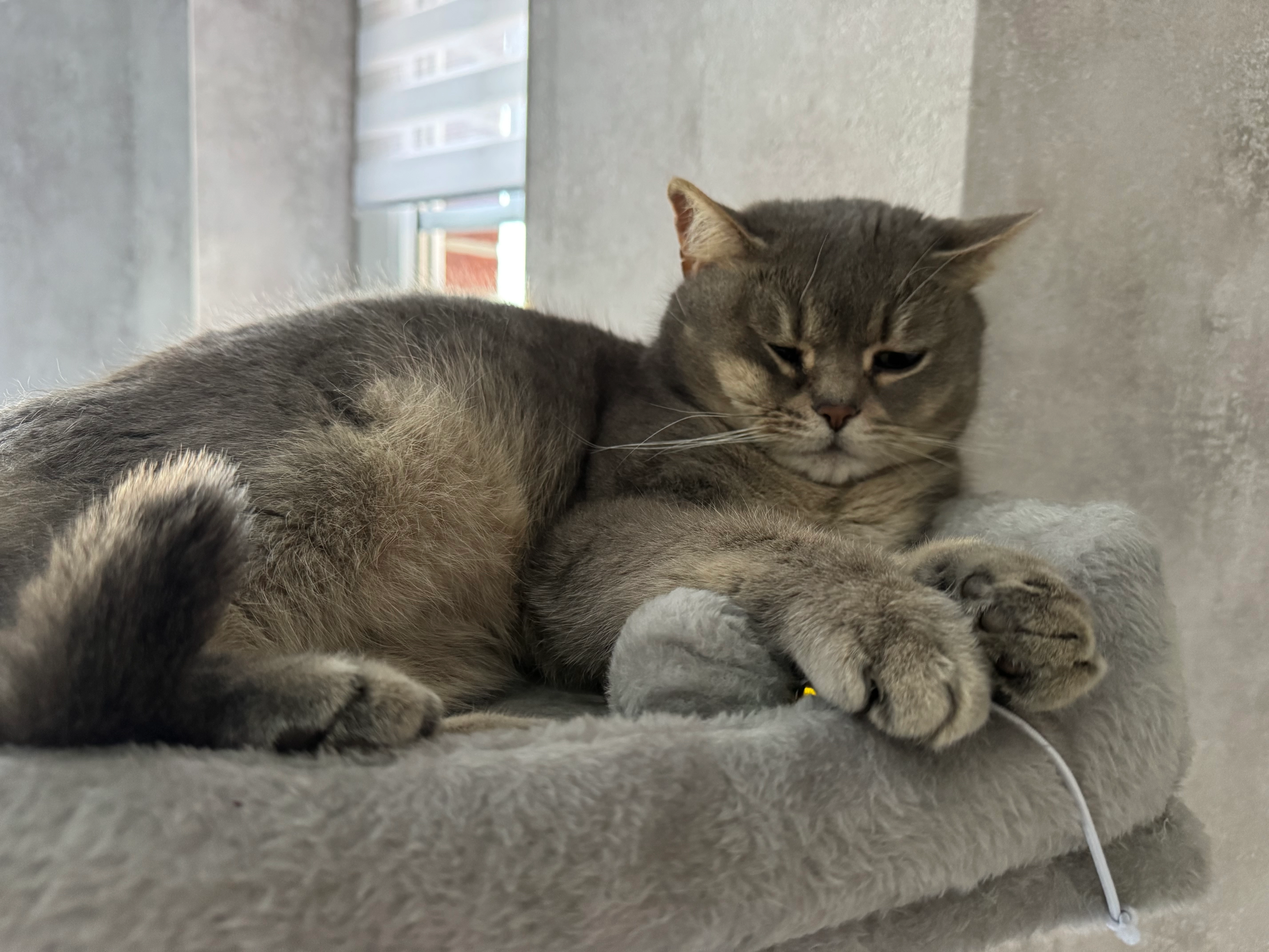 Kayla - Piusweg, Haselünne