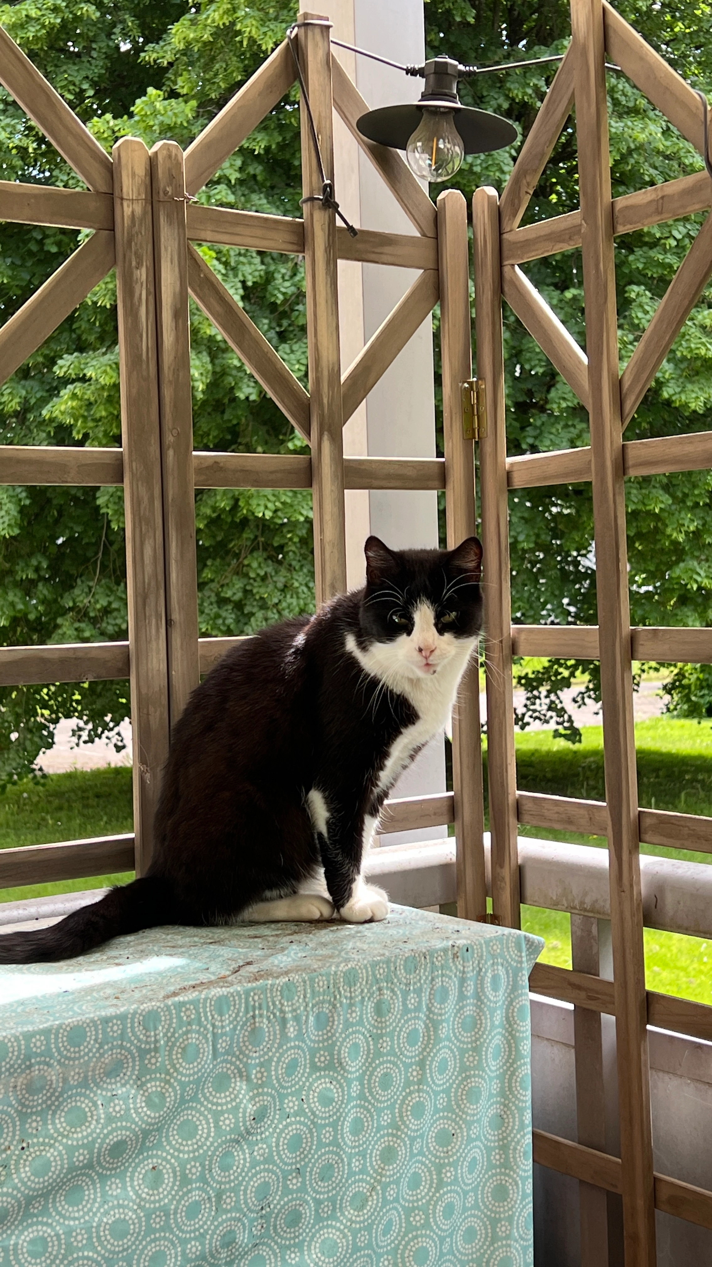 Pünktchen - Statthalterstraße, Feldbergstraße , Schopfheim