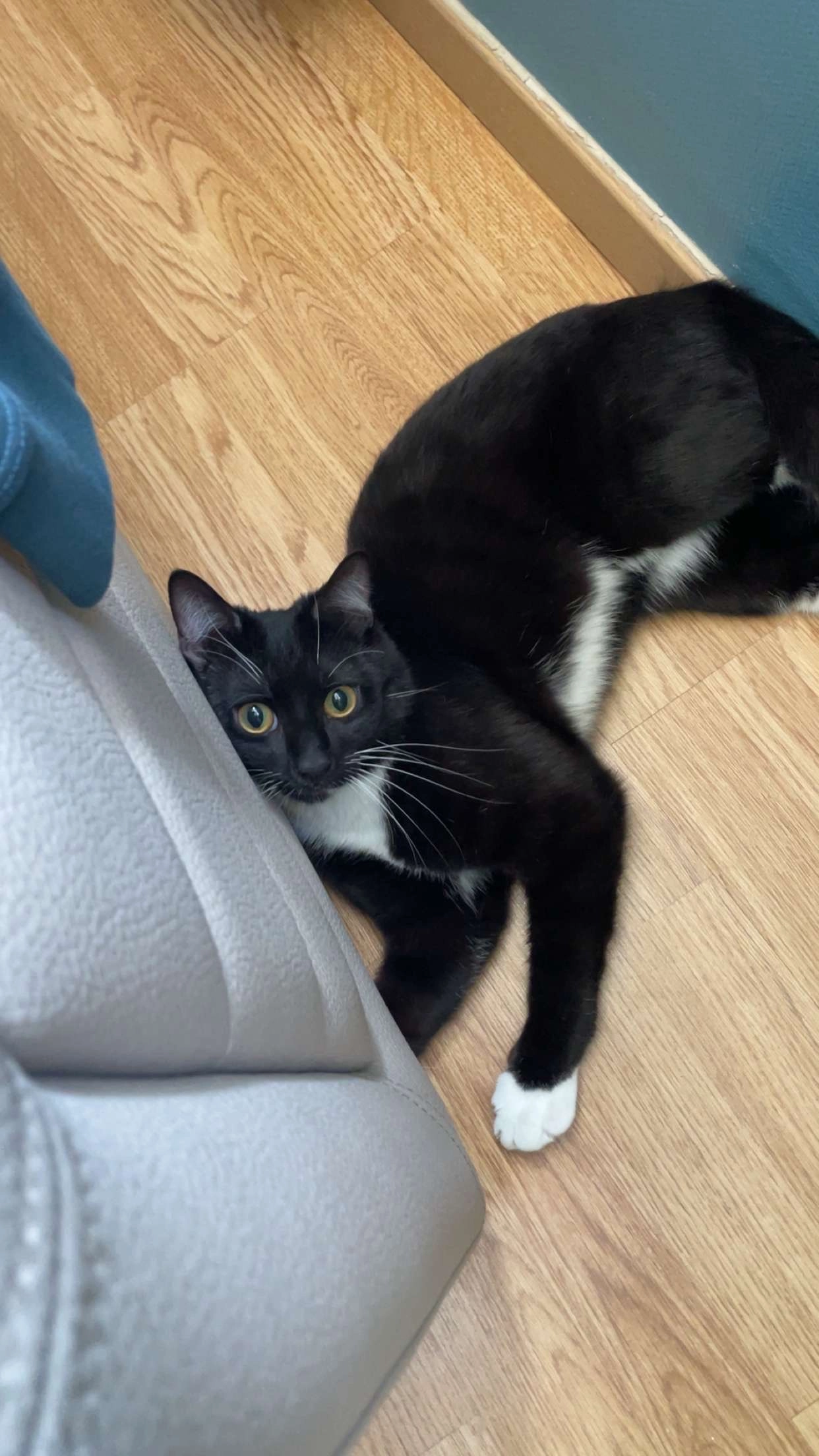 ponçik - Résidence Maréchal Mortier, Le Plessis-Trévise