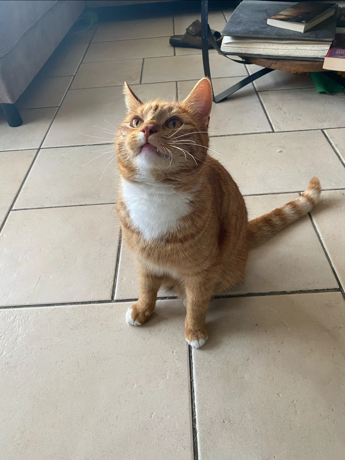 Pils - Karper, Hoogeveen