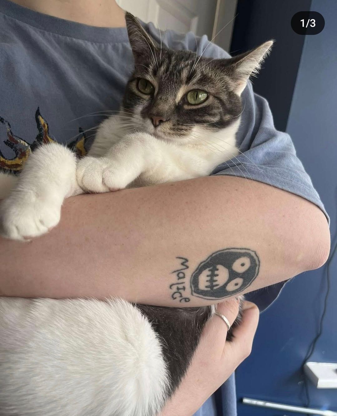 Lily - Rocks Green Crescent, Ludlow