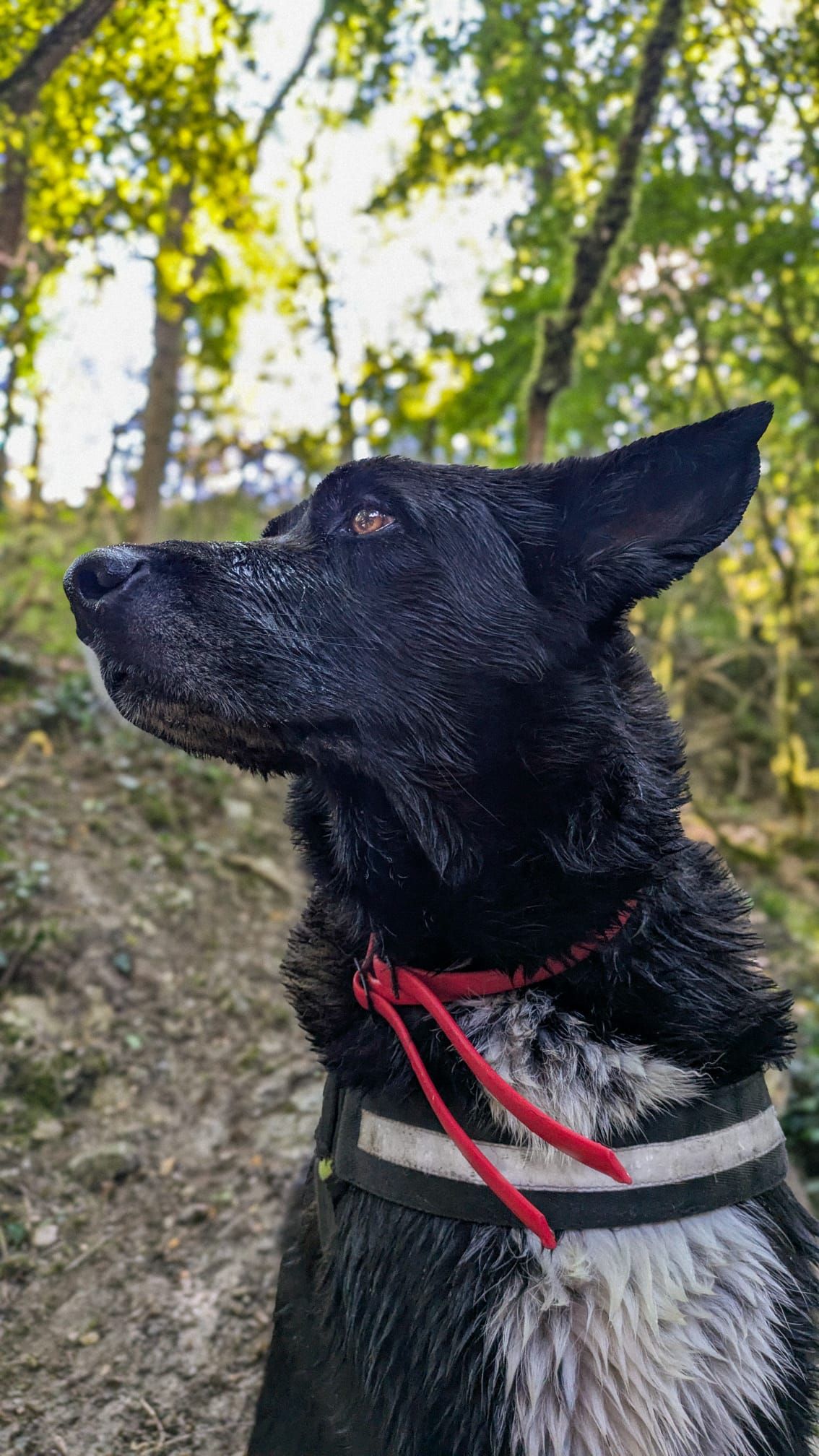 Handor - 1970 Route de Bellecombette, Jacob-Bellecombette