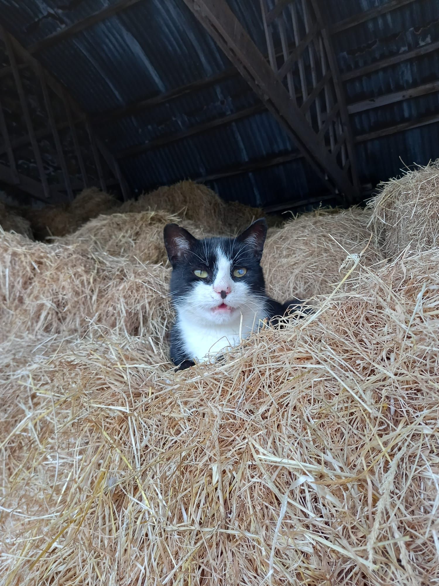 V - Ballygorian Road, Newry