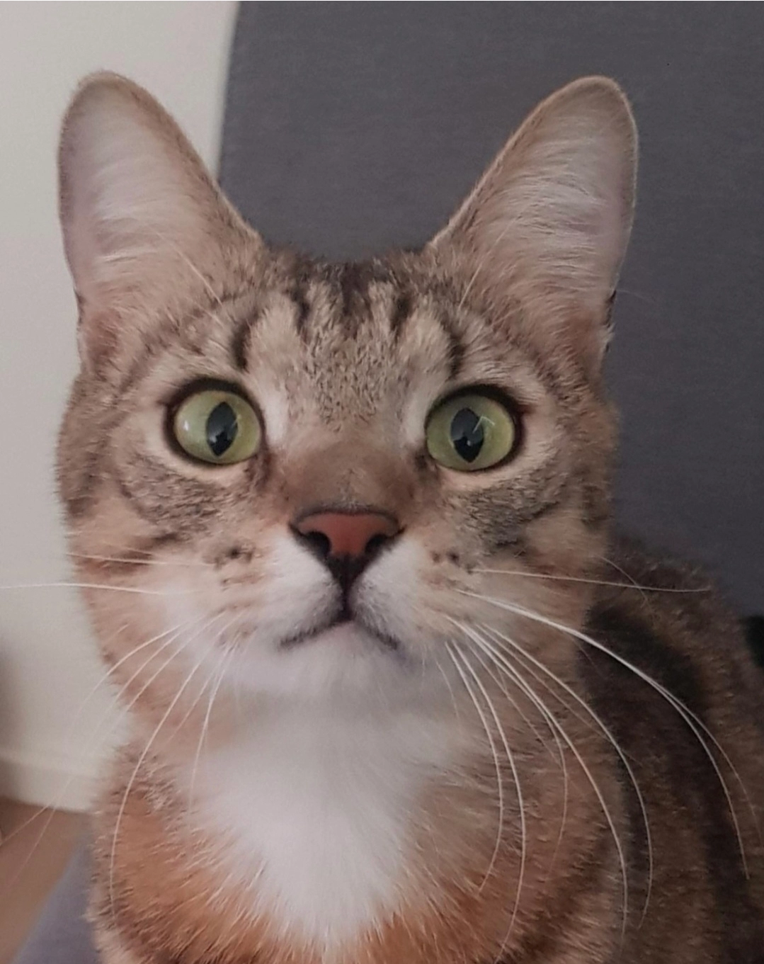 Don - Pauli, Schindellegi