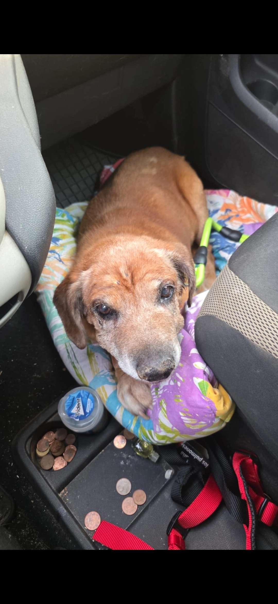 Shira - Franciac, Caldes de Malavella