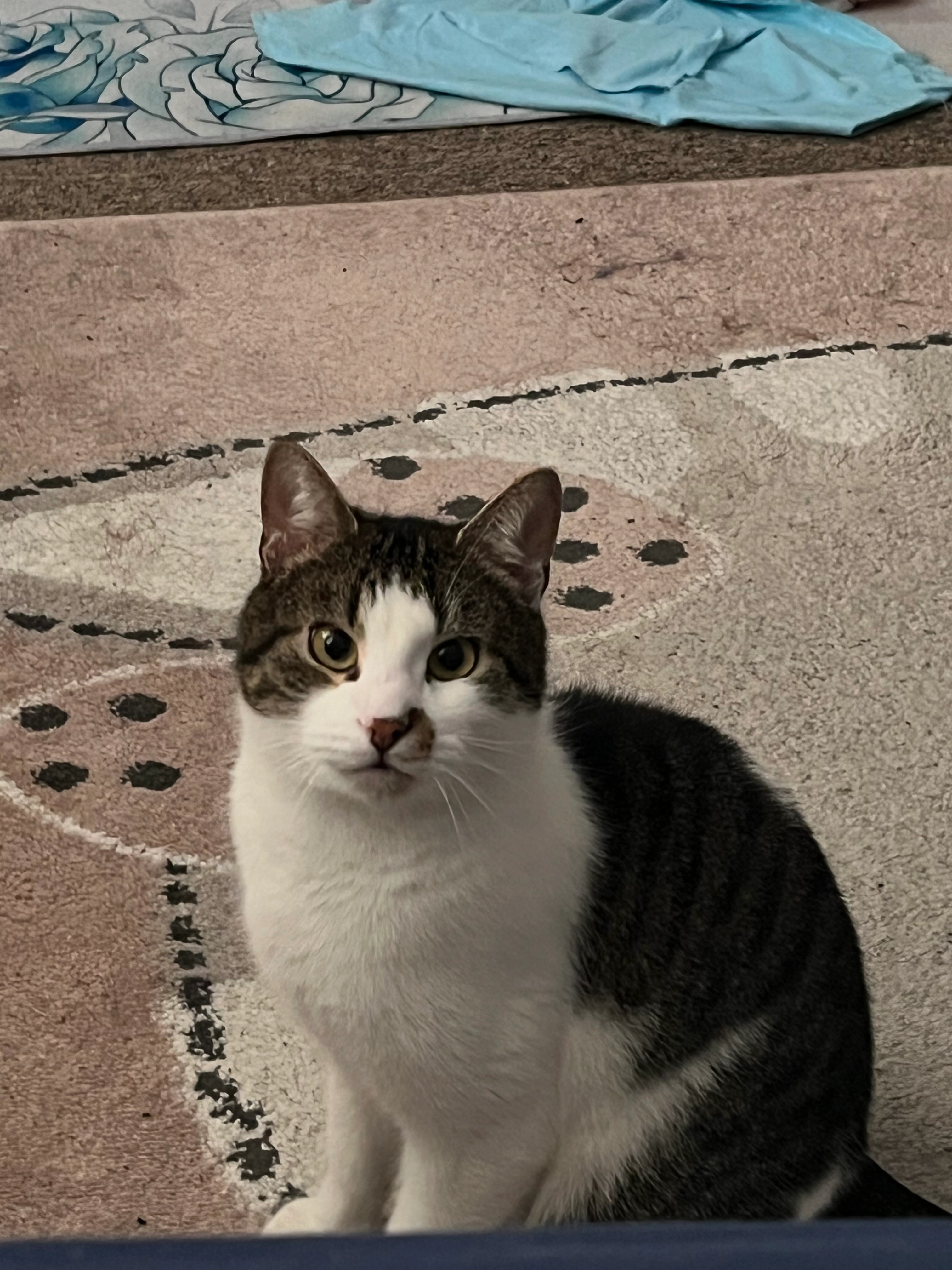 Kevin  - Lindenstraße, Kutenholz