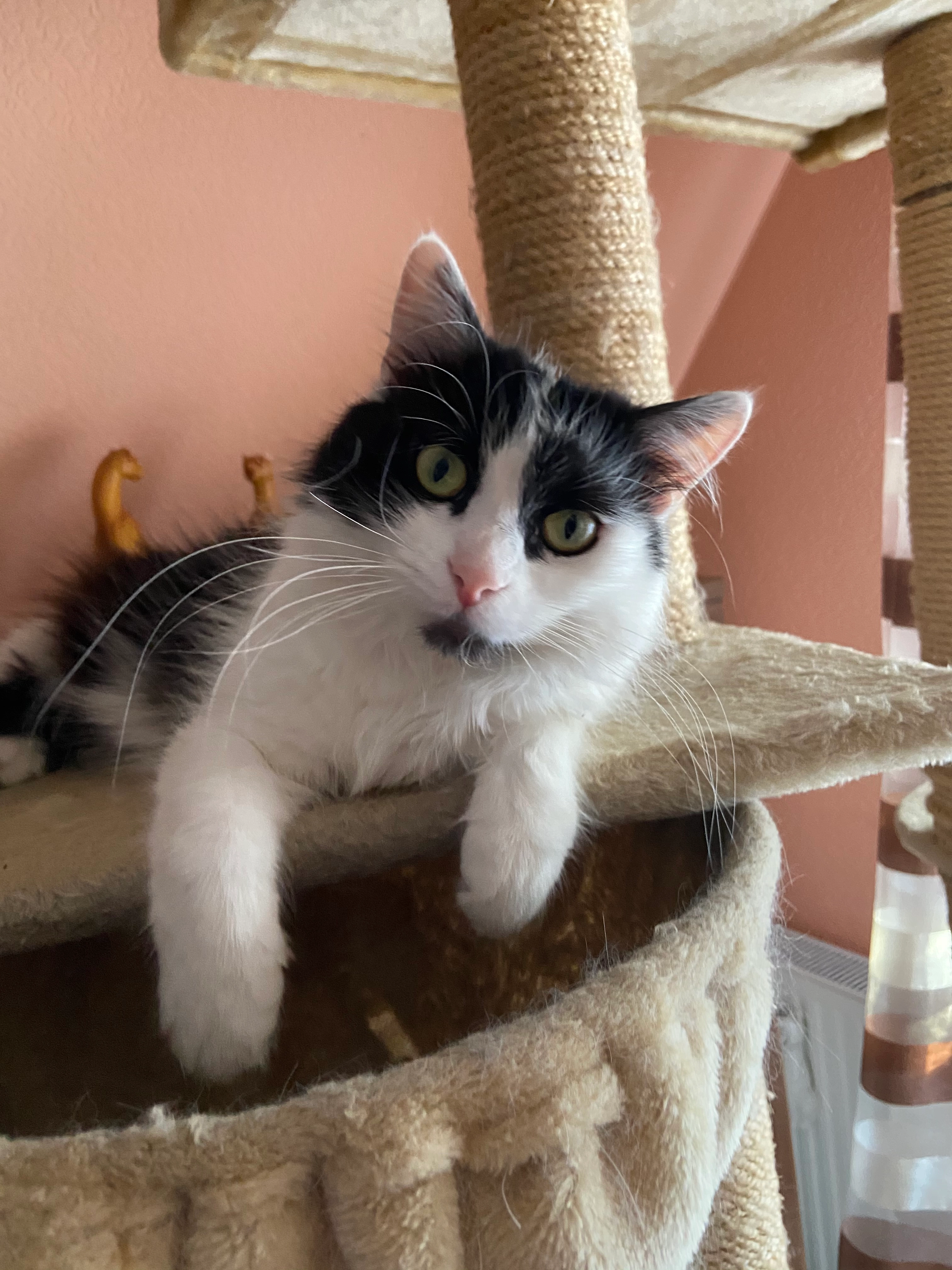 Daisy - Ludwigstraße, Mutterstadt