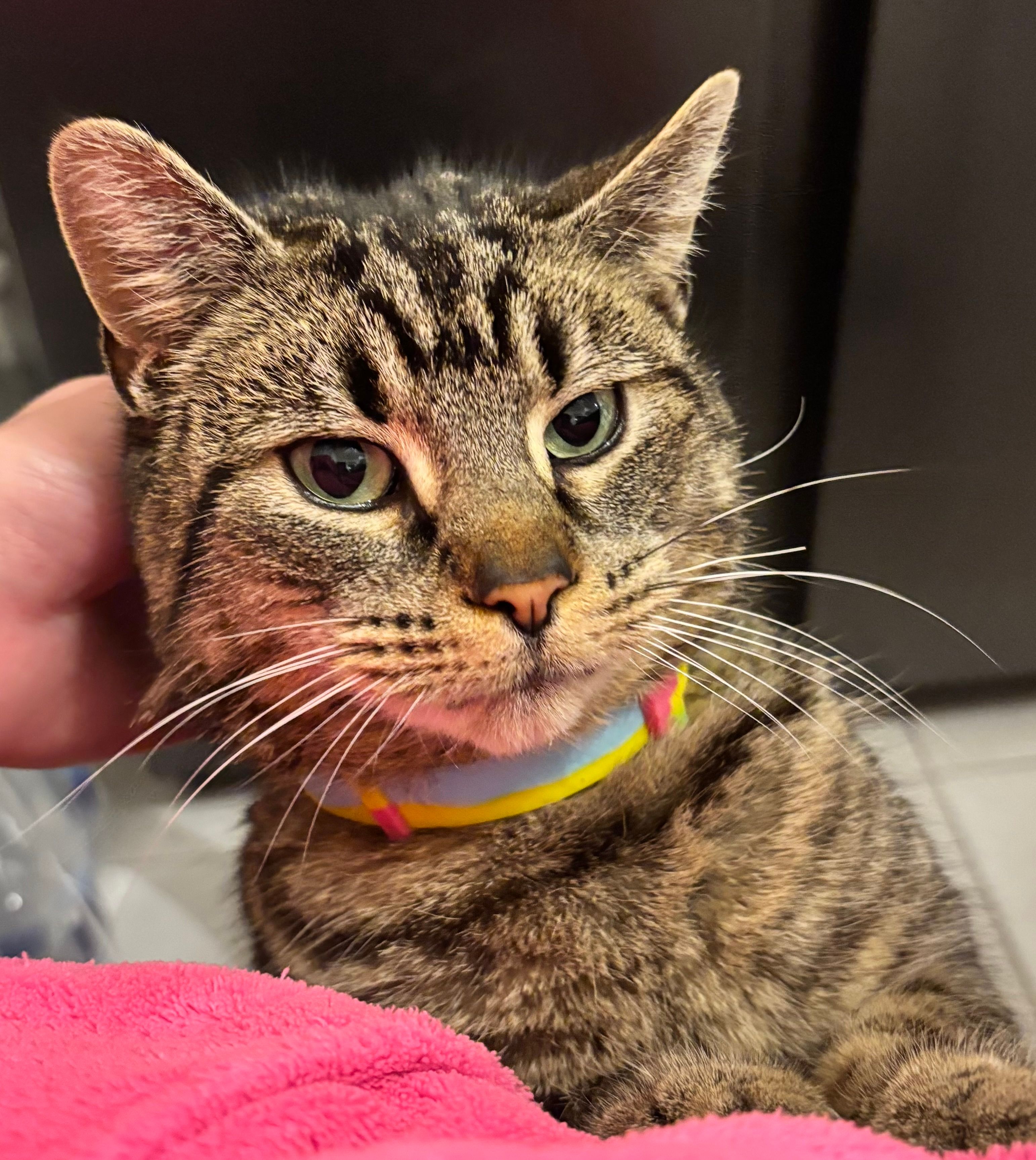 Alice - Clonard Park, Waterford