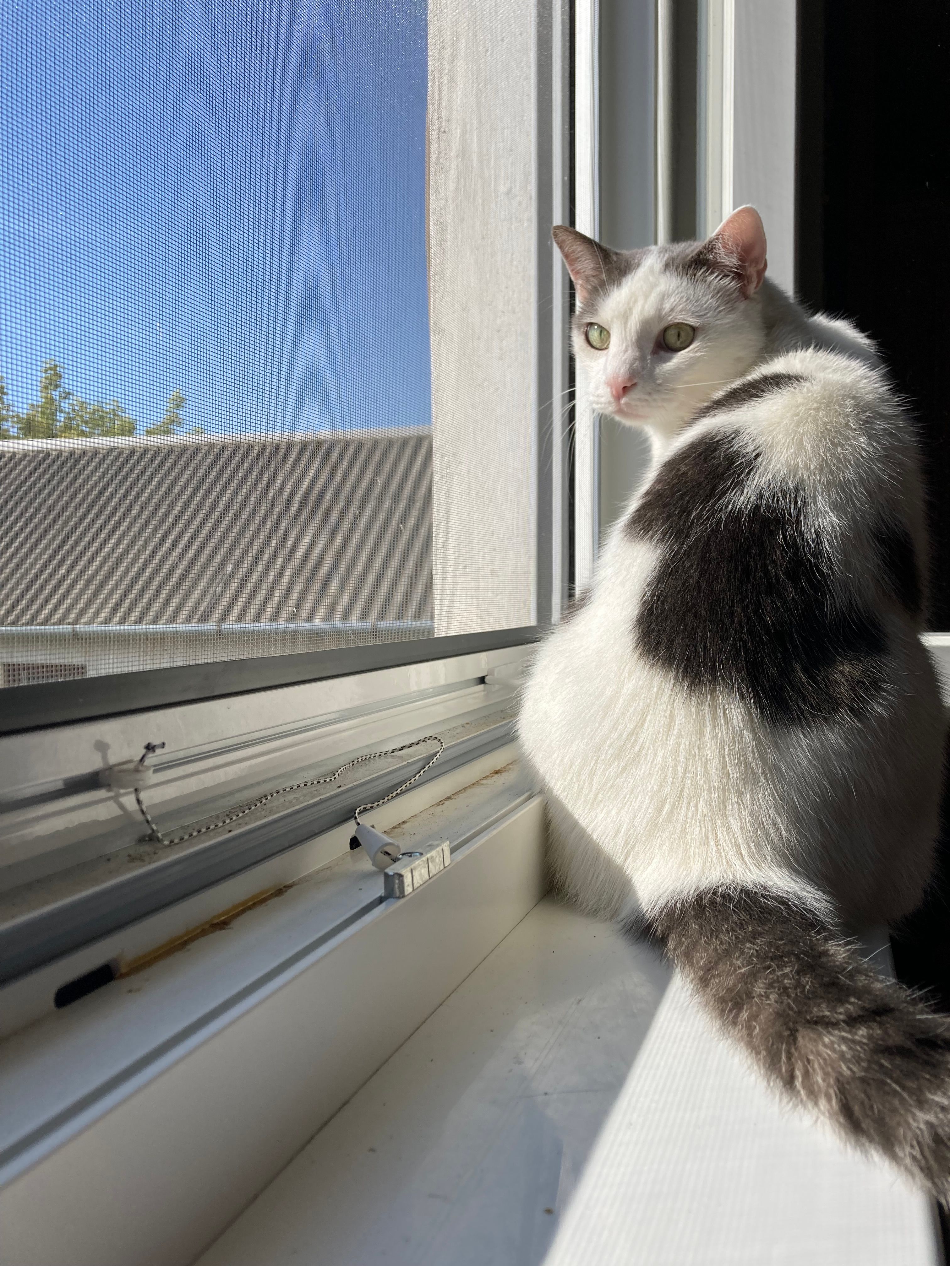 Cica - Thököly Imre Utca, Szigethalom