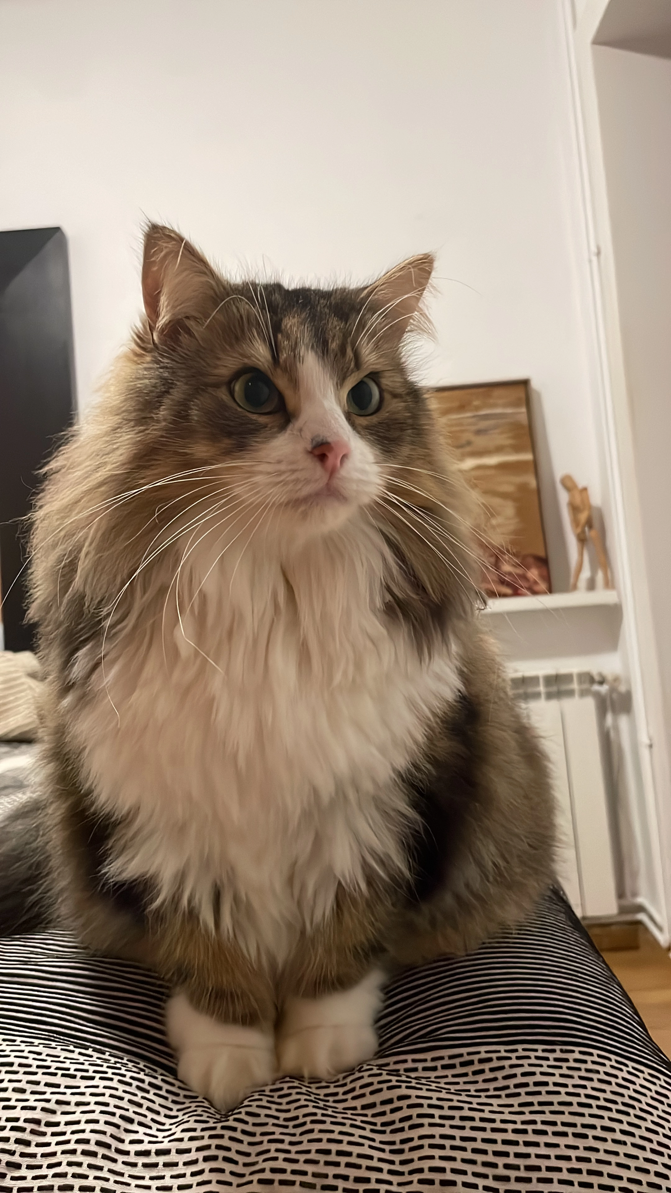 Mia  - Calle del Cap Norfeu, Torredembarra