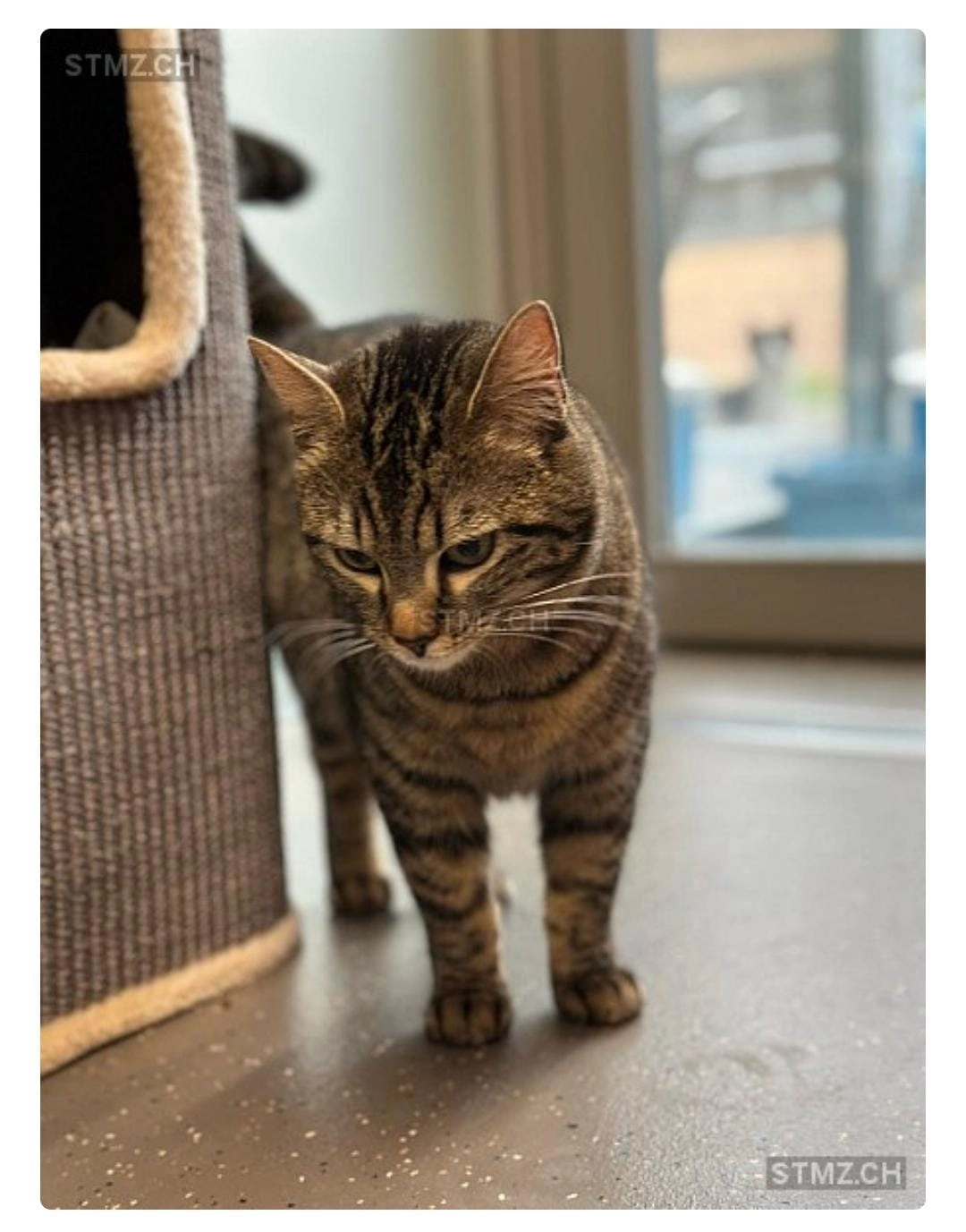 Mimi - Hagacher 8, Ueberstorf