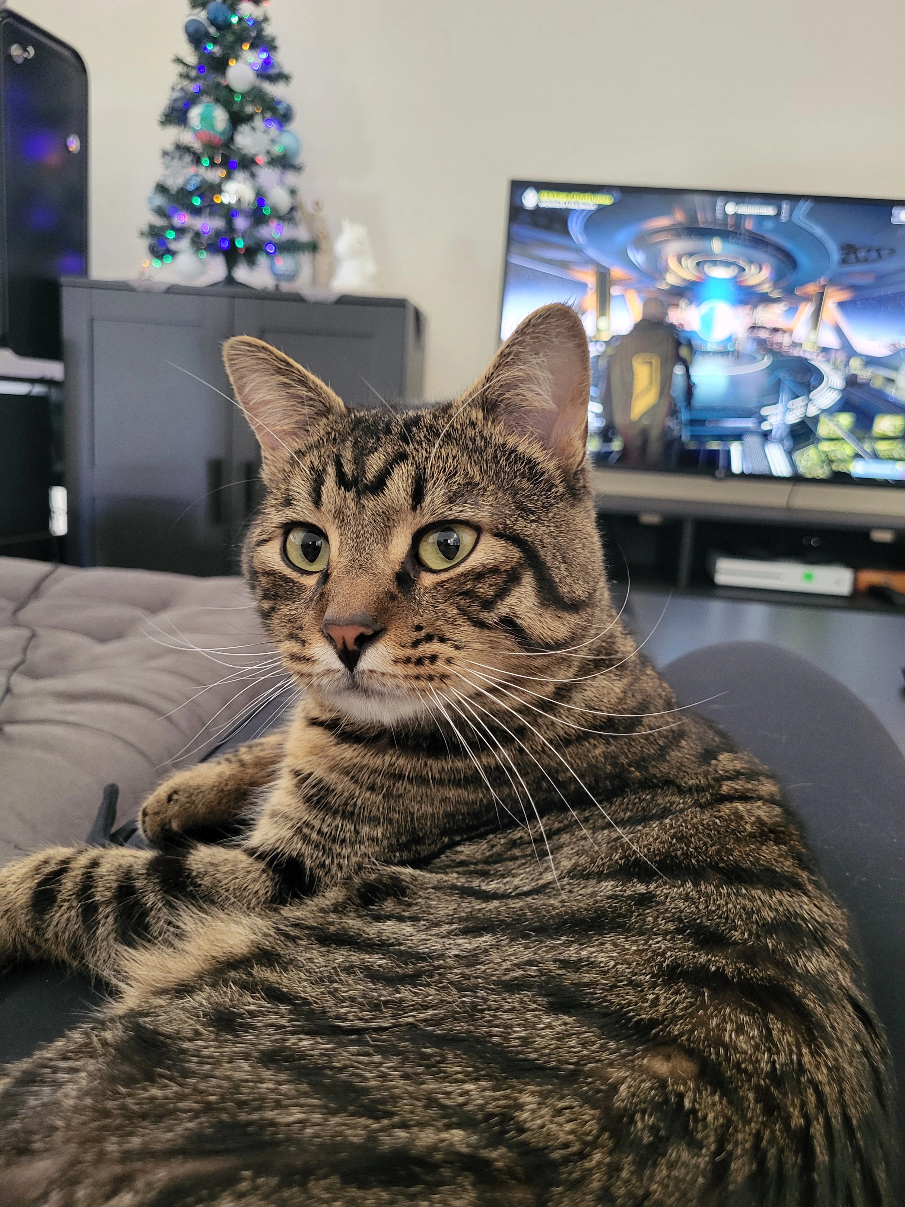 Tyson - Calle Gerifalte, El Puerto de Santa María