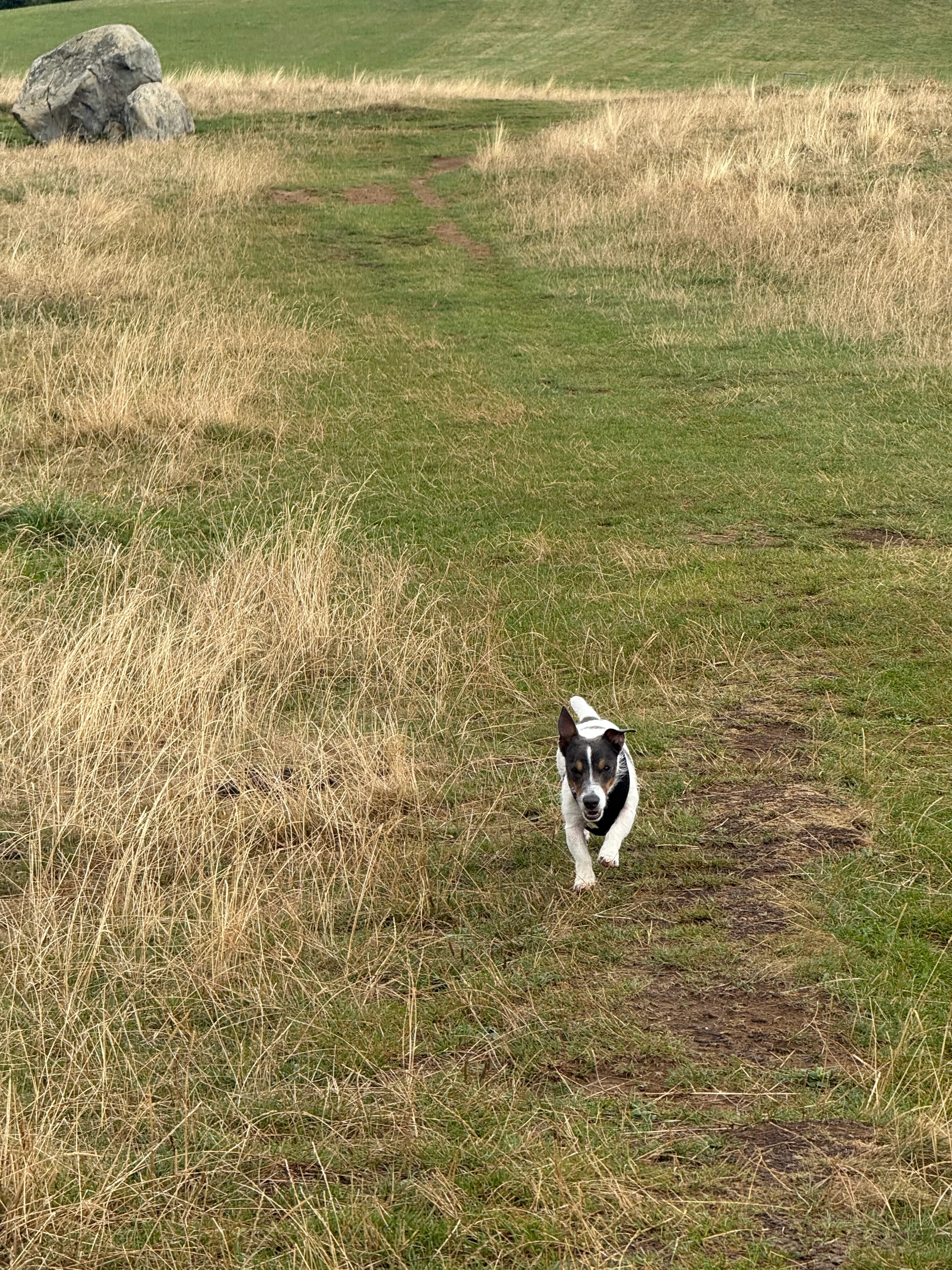 Skippy - Chemin de la Gorge à Trottet, Viry