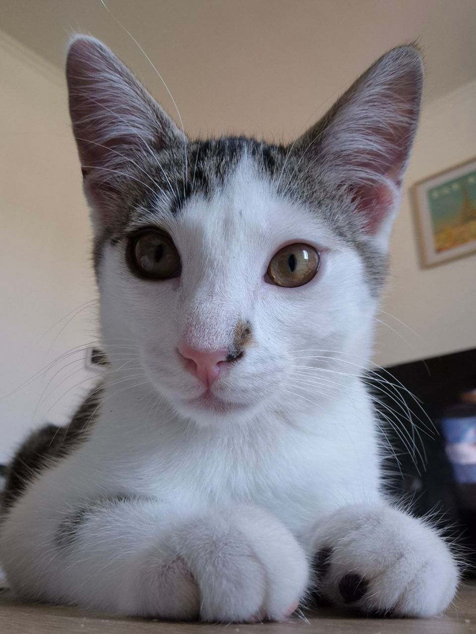 Tommy  - Quai Boissier De Sauvages, Alès