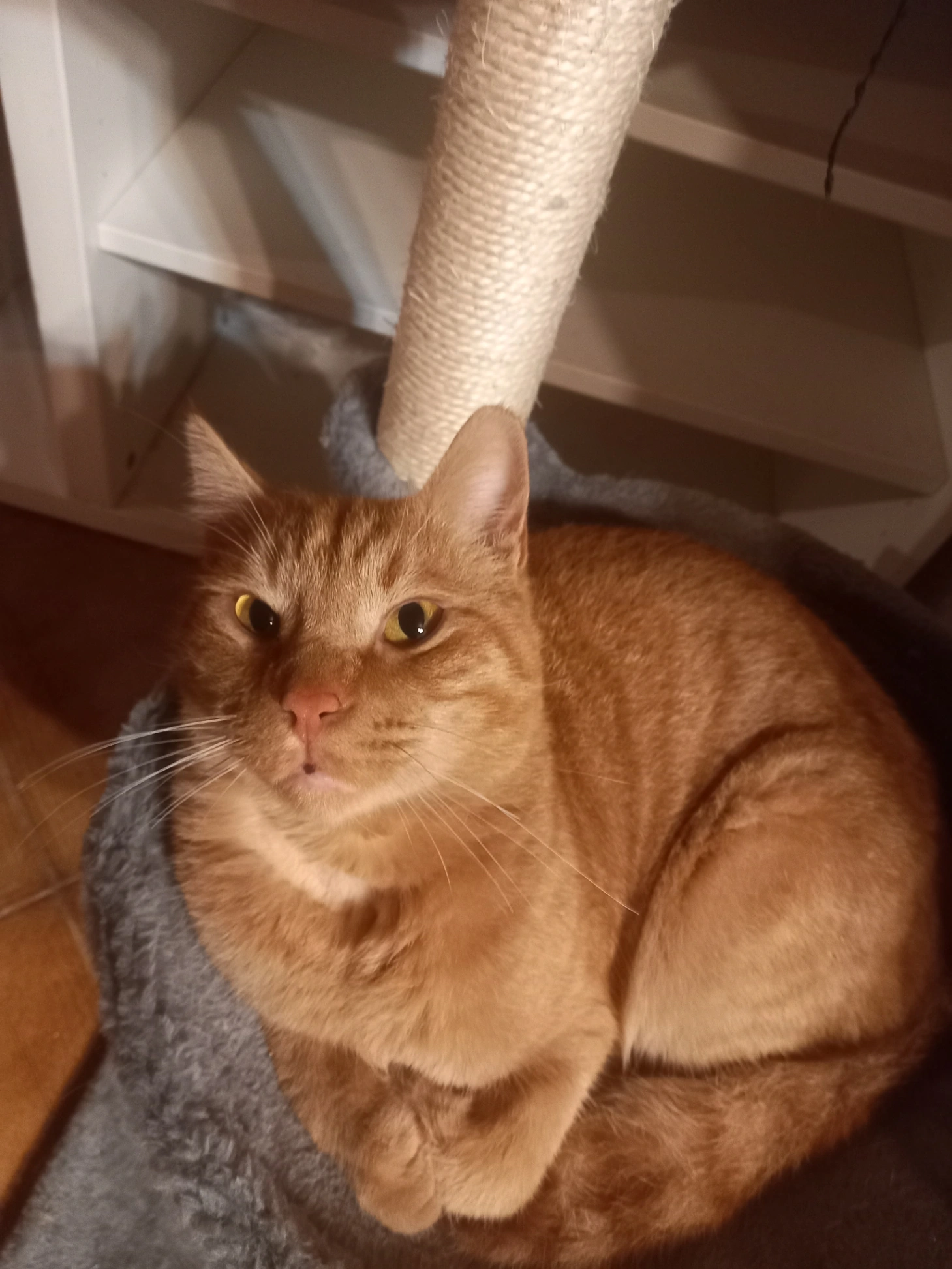 Κοκκινέλος - Αγιας Μαρίνας 3, Afidnes