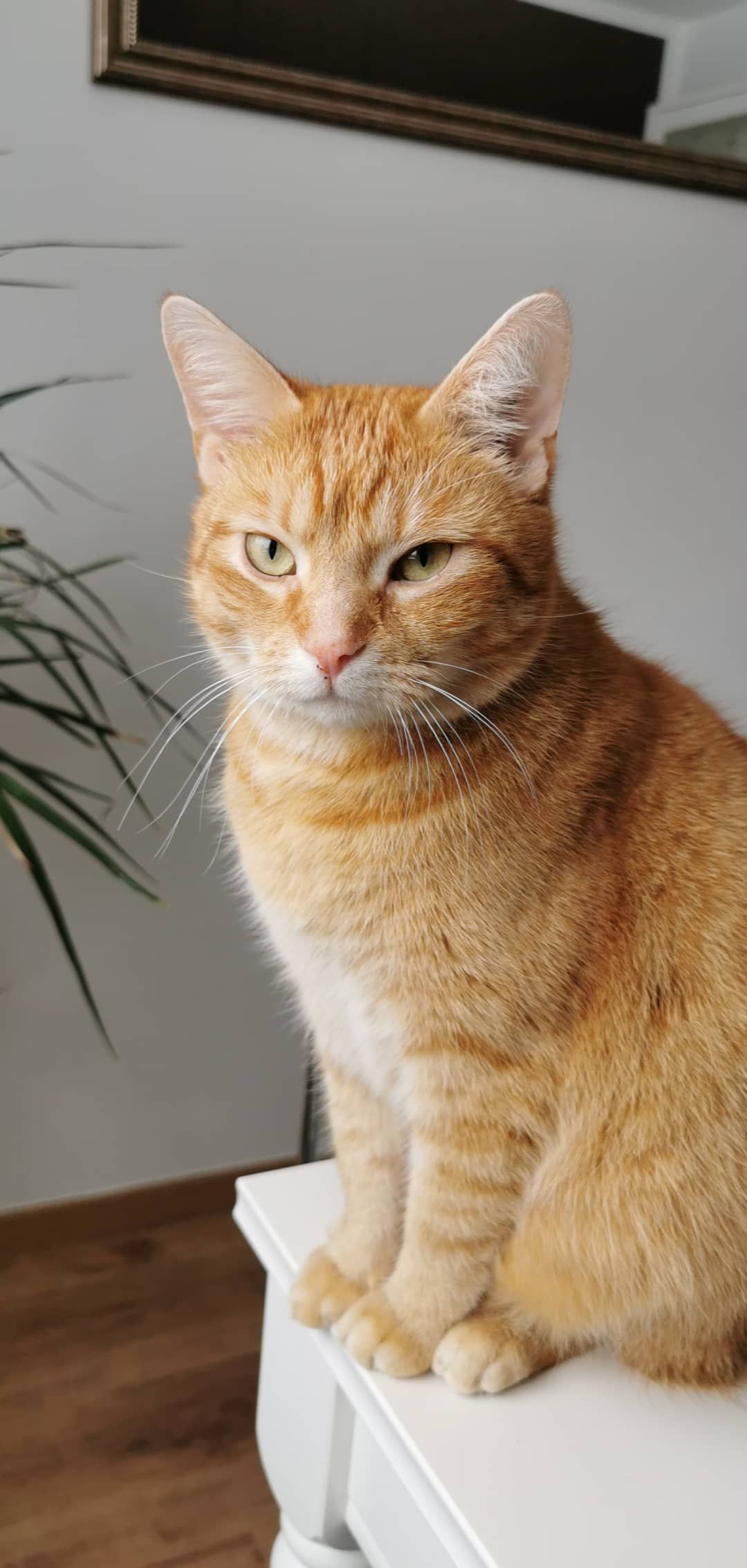 Max - Moorkamp, Wurster Nordseeküste