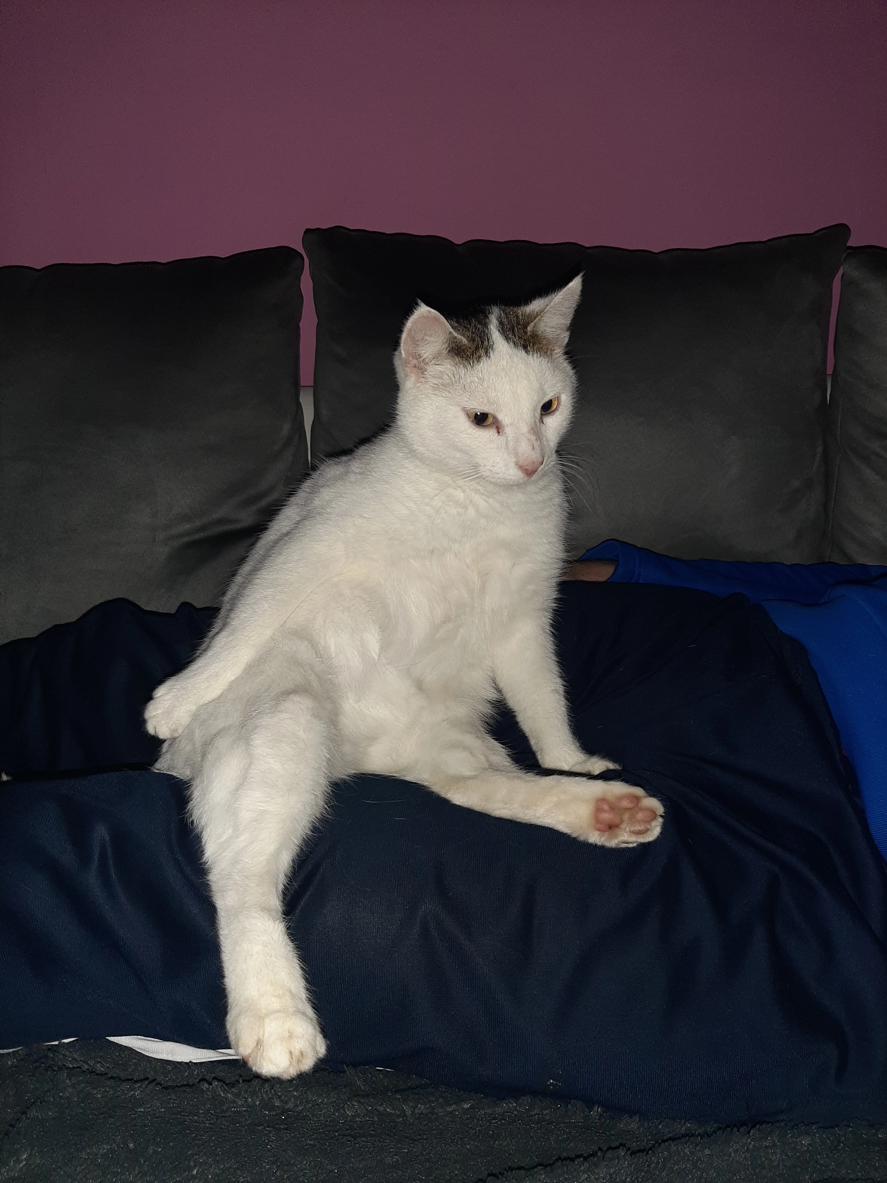 Sammy  - Gründaugasse, Langenselbold