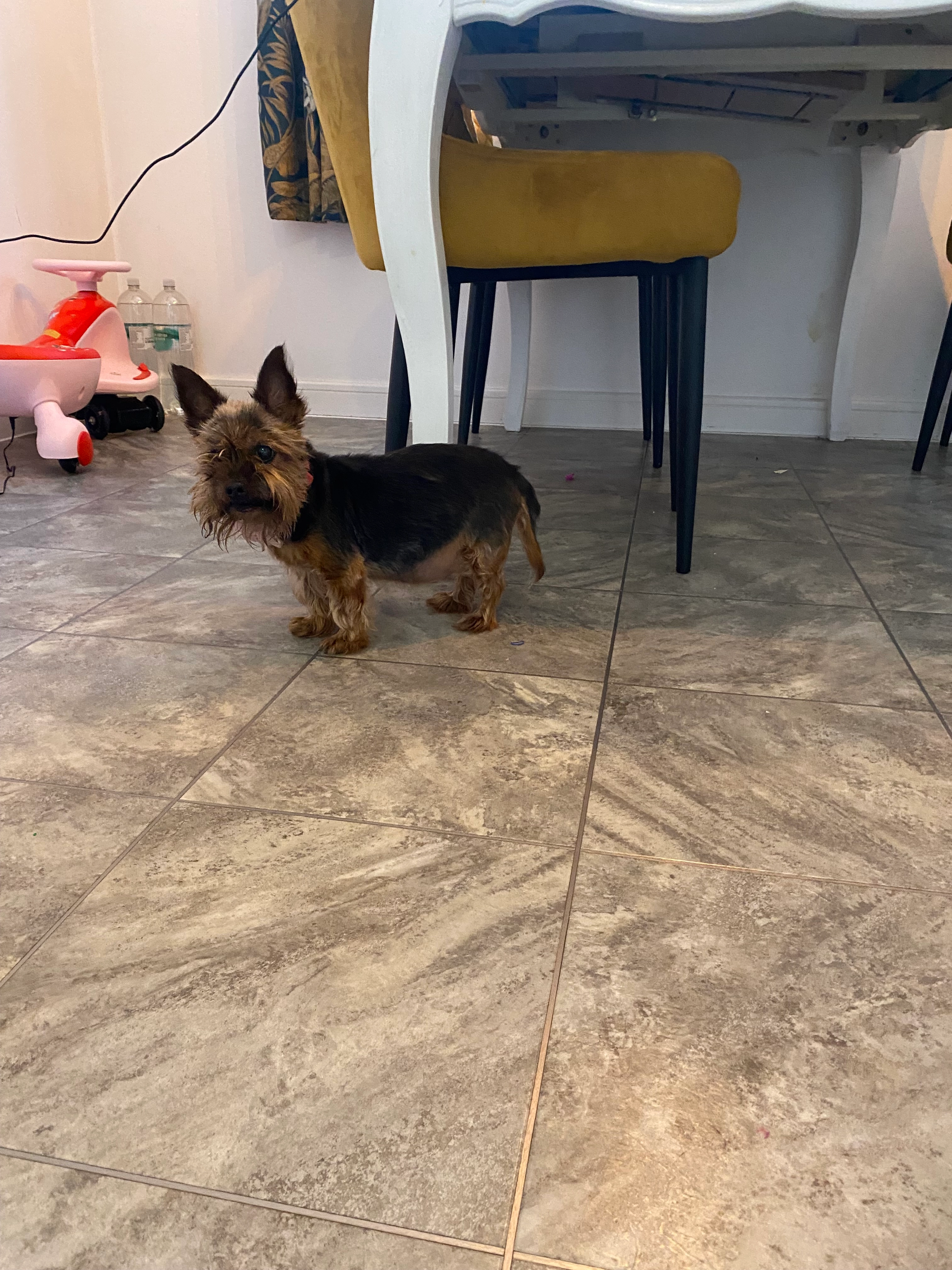 Daisy - MK42 0, Bedford