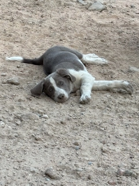 Bandit - 44 Chemin du Sauzet, Rompon