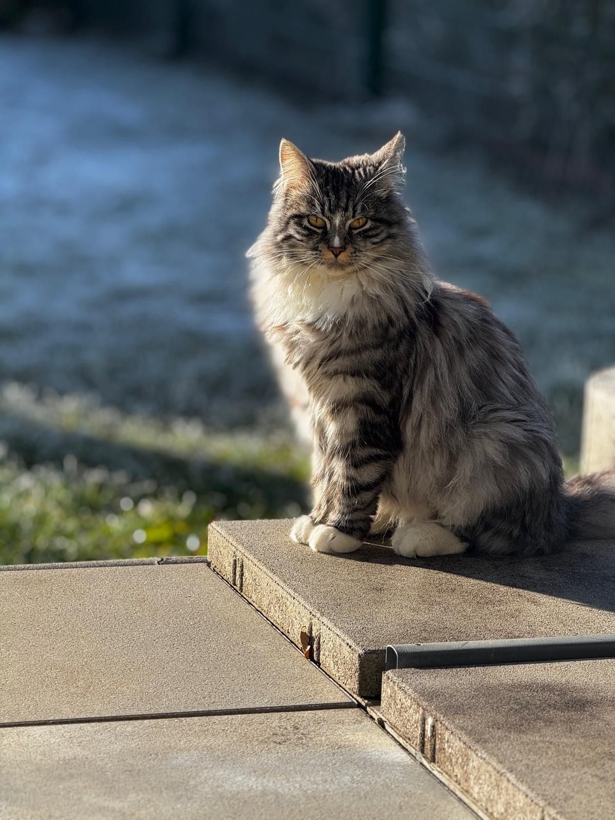 Ralphi - Johann-Groh-Straße, Straßwalchen