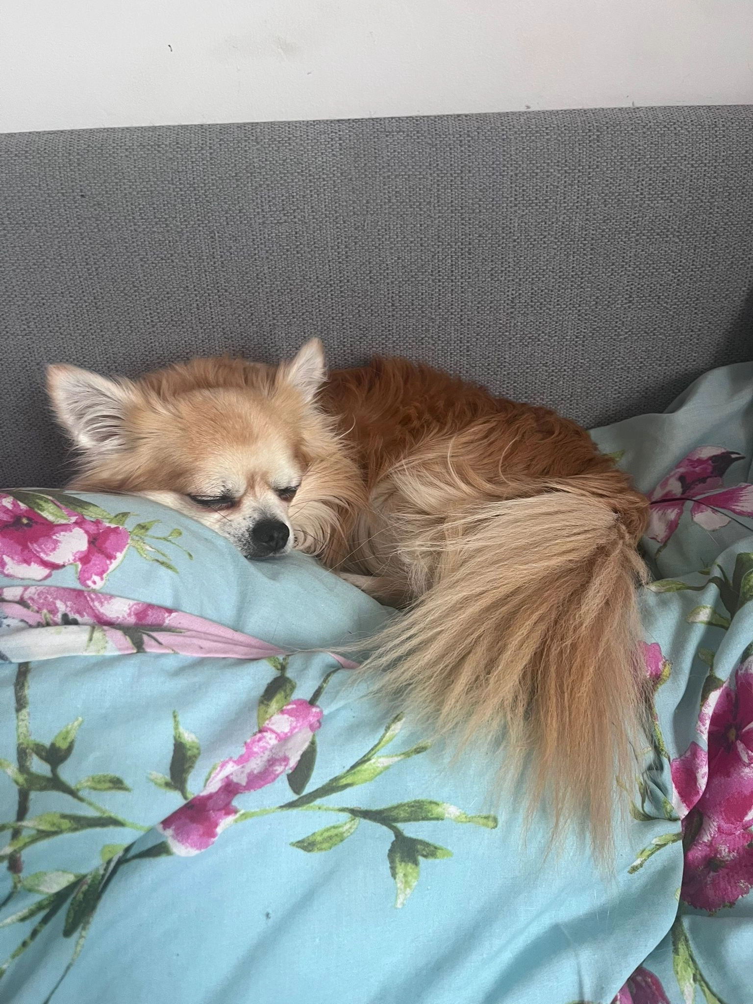 Ko - Saxon Drive, London