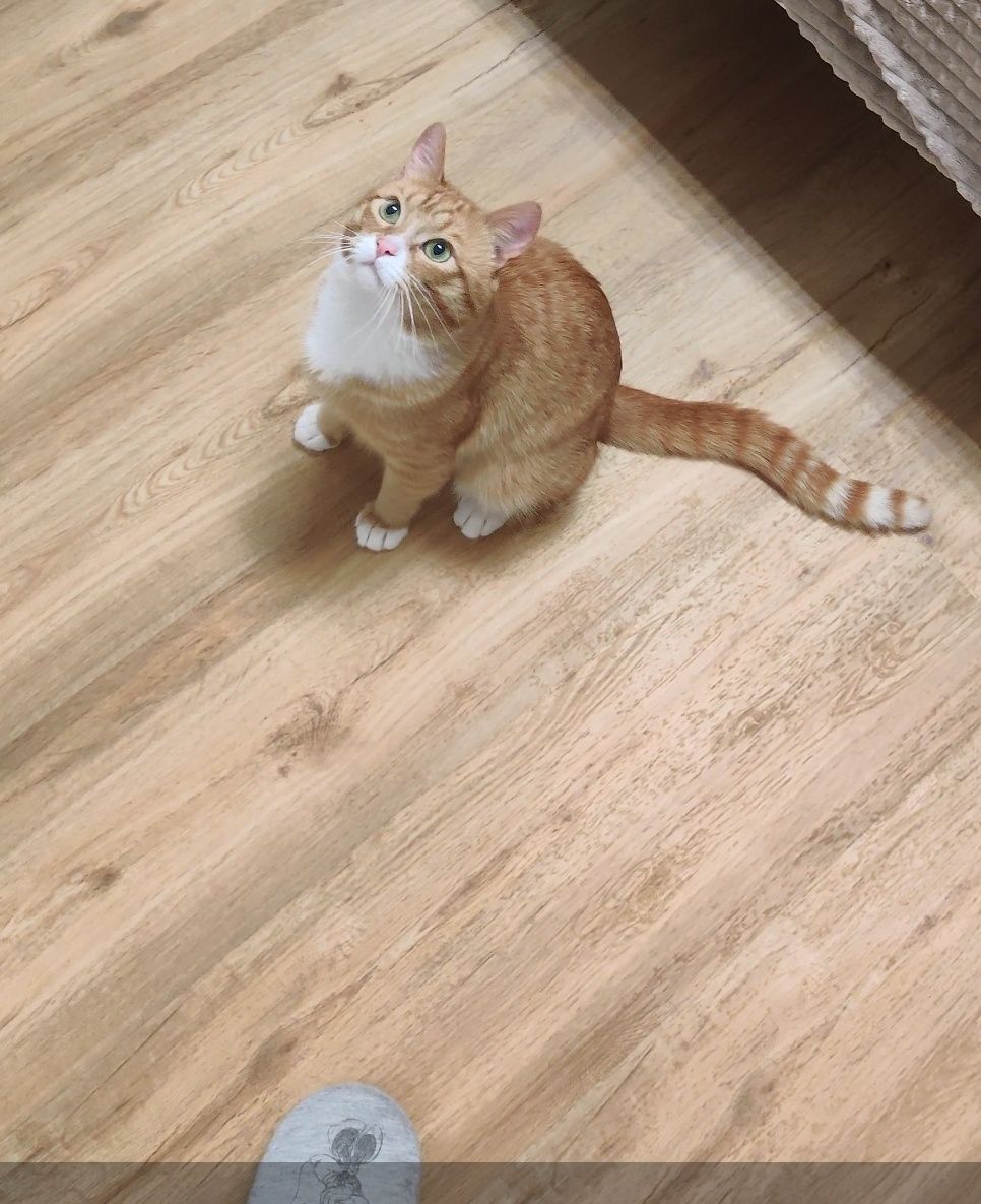 Pascha - Am Brink, Hamburg