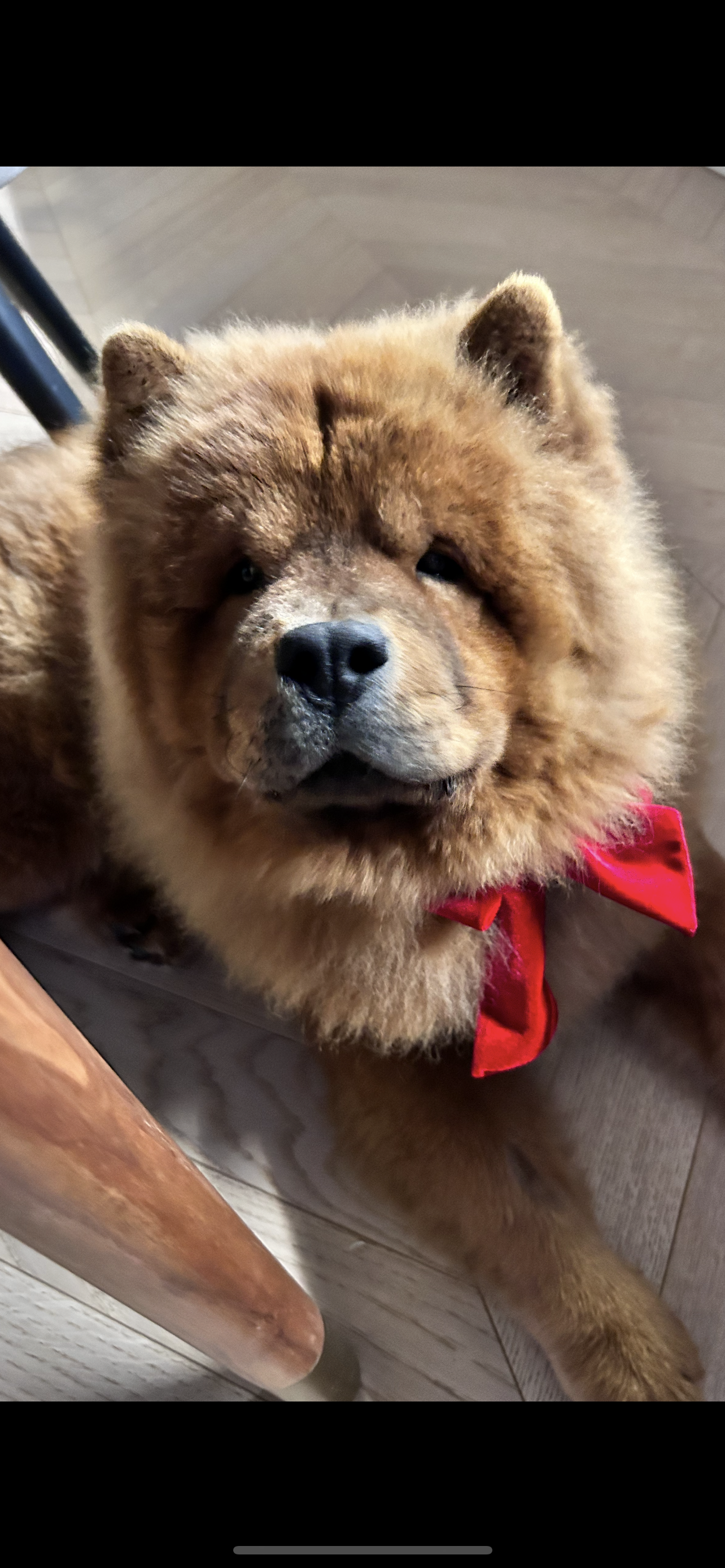 Teddy - Robbery Bottom Lane, Welwyn