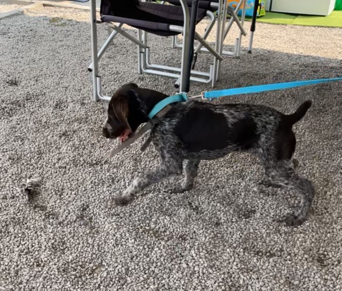 Bereta  - Chemin Des Pals Battalions, Hébuterne