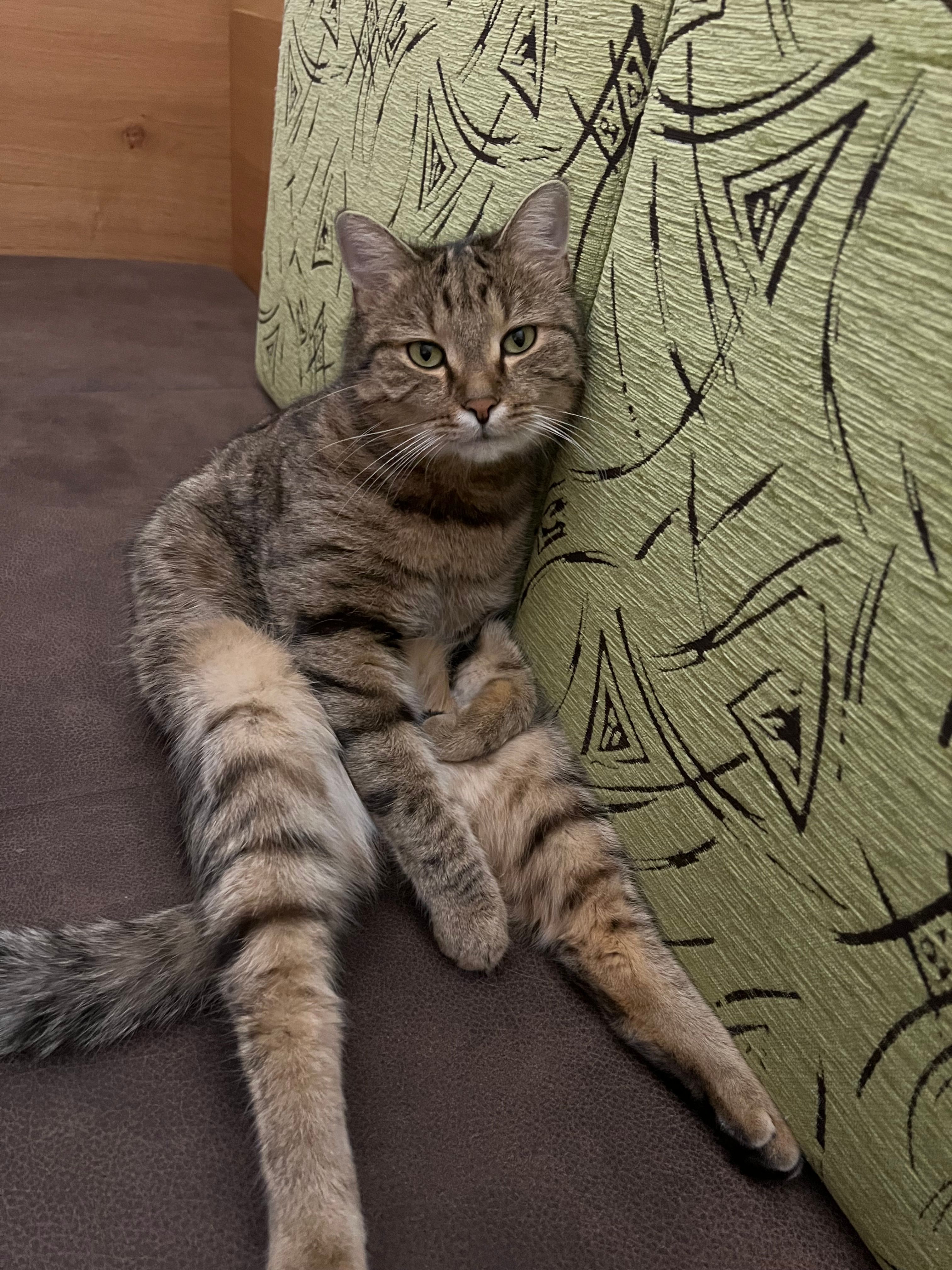 balu - Oberschwaig, Neukirchen bei Lambach