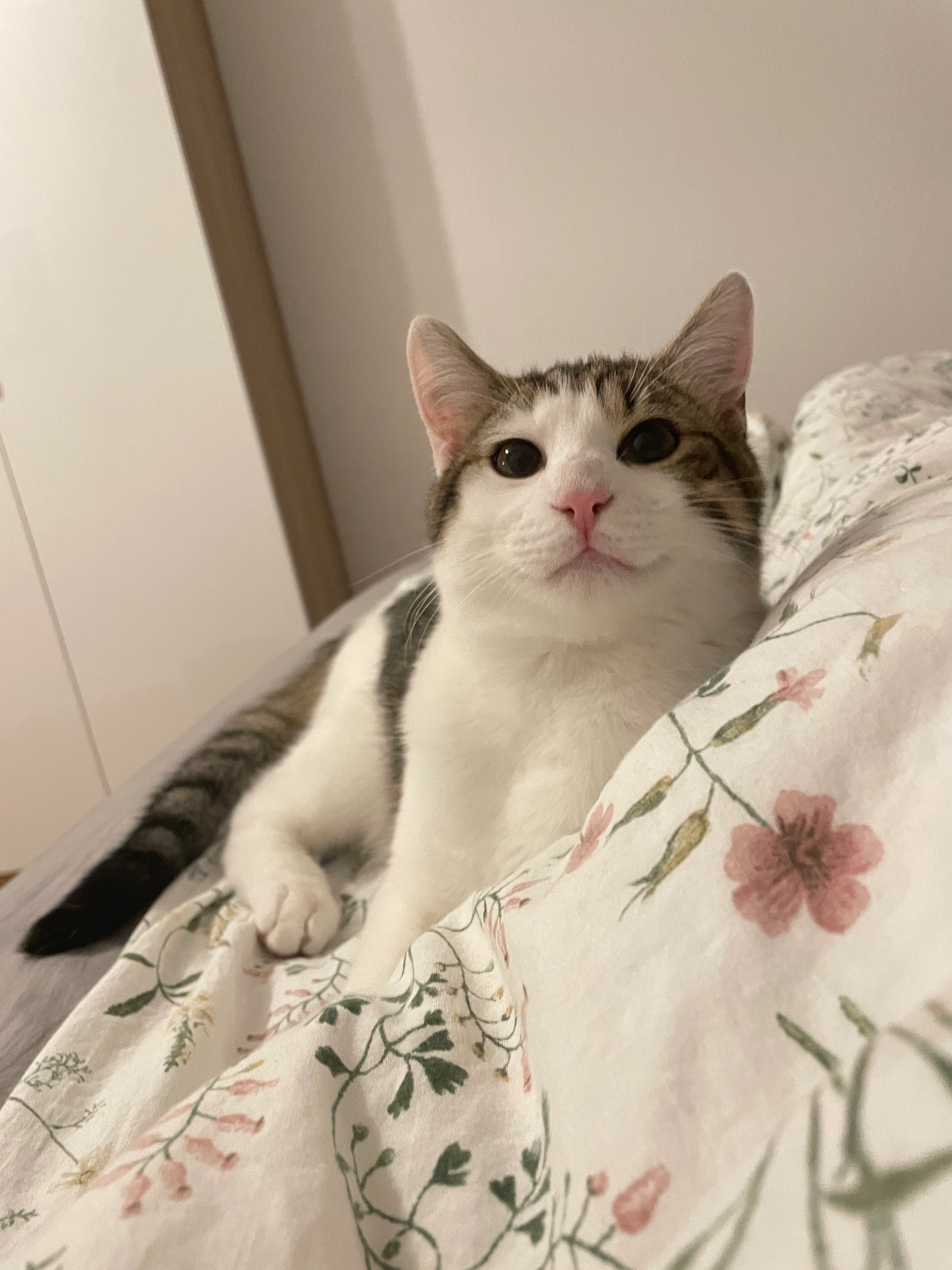 Yopi - Berliner Straße, Bad Homburg vor der Höhe