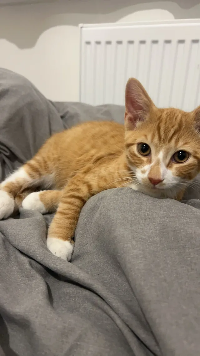 Simba - Rutland Avenue, High Wycombe