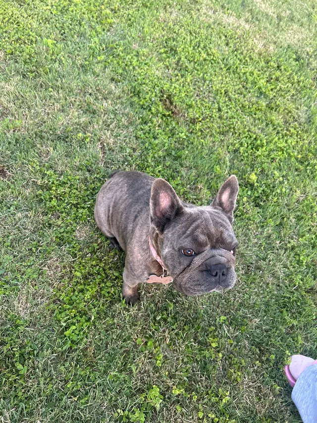 coco - Willowbrook Drive, Duncanville