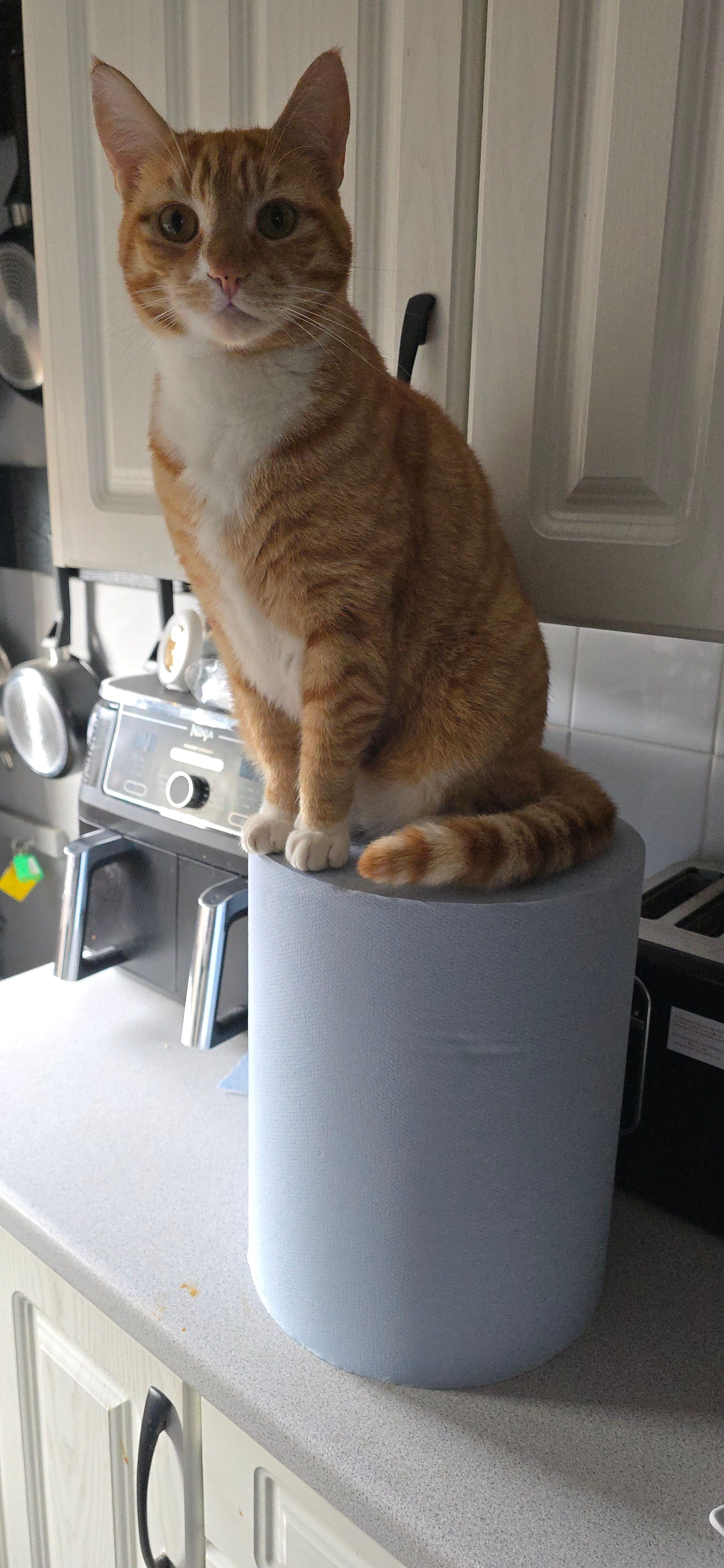 Robin - Queensferry Road, Rosyth