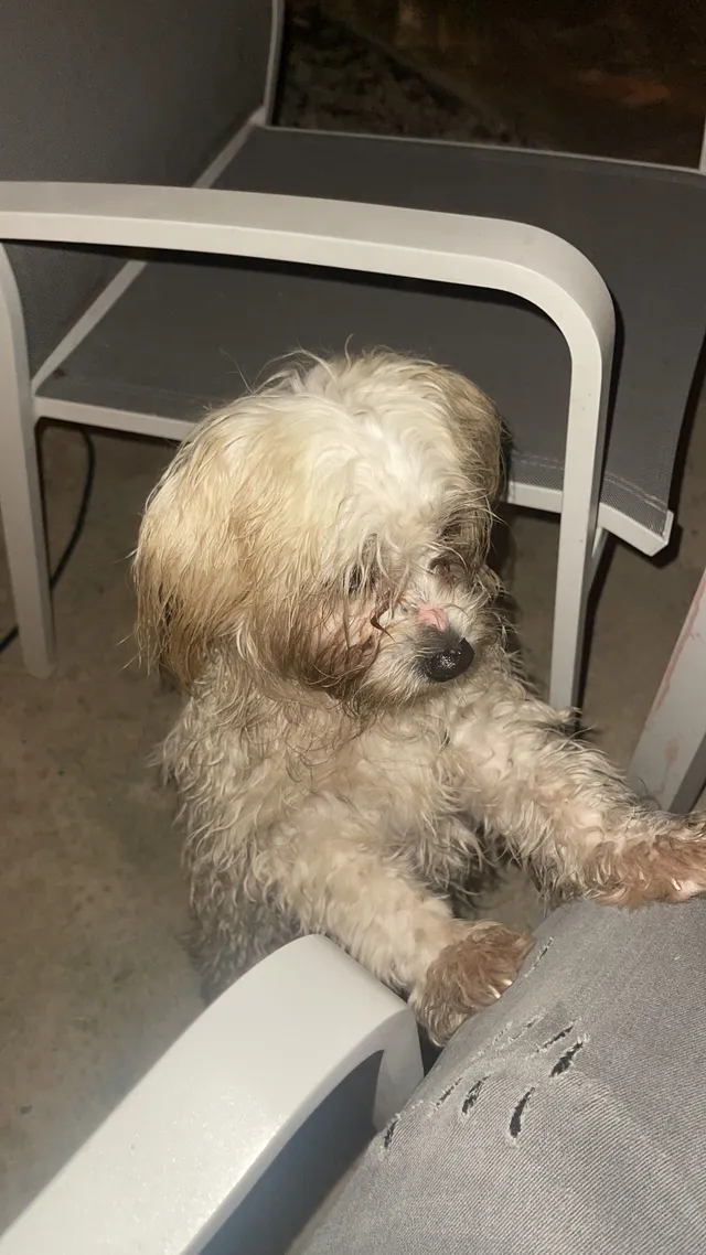 I found a dog - West Ave, Miami Beach